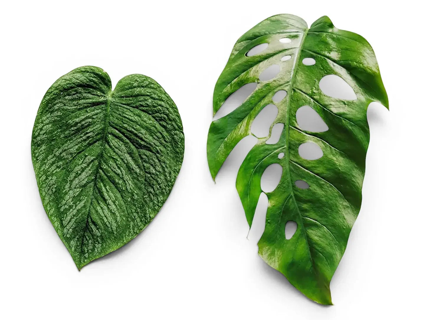 Small silver-green juvenile Monstera dubia leaf beside a larger fenestrated mature leaf on a white background, illustrating heteroblasty concept.