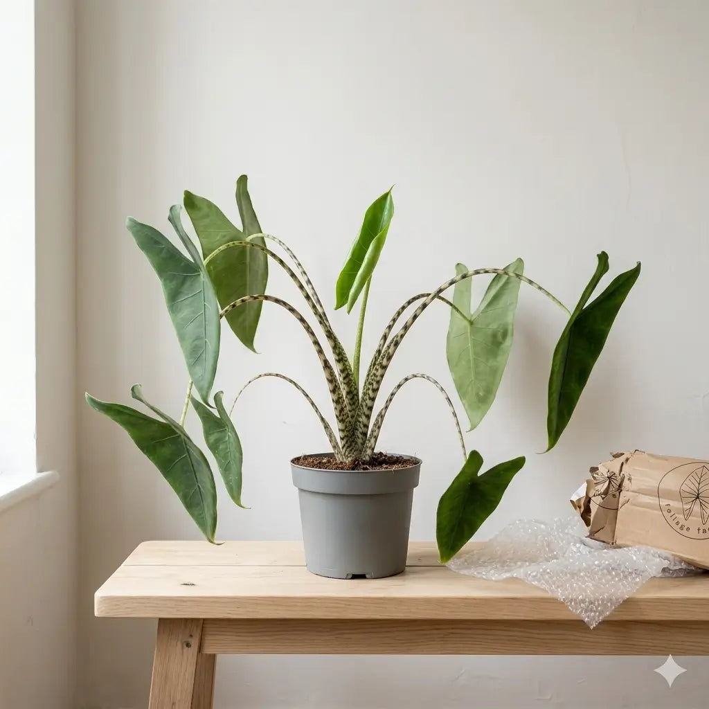 Alocasia zebrina with slightly drooping leaves in a grey nursery pot with lowered leaves on a wooden table beside packing paper and bubble wrap.