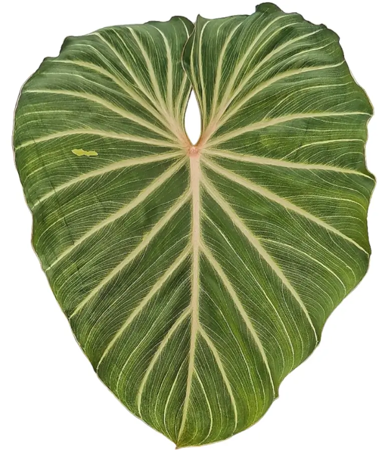 Nahaufnahme eines ausgewachsenen Philodendron gloriosum-Blatts mit weißen Adern und samtiger Oberfläche