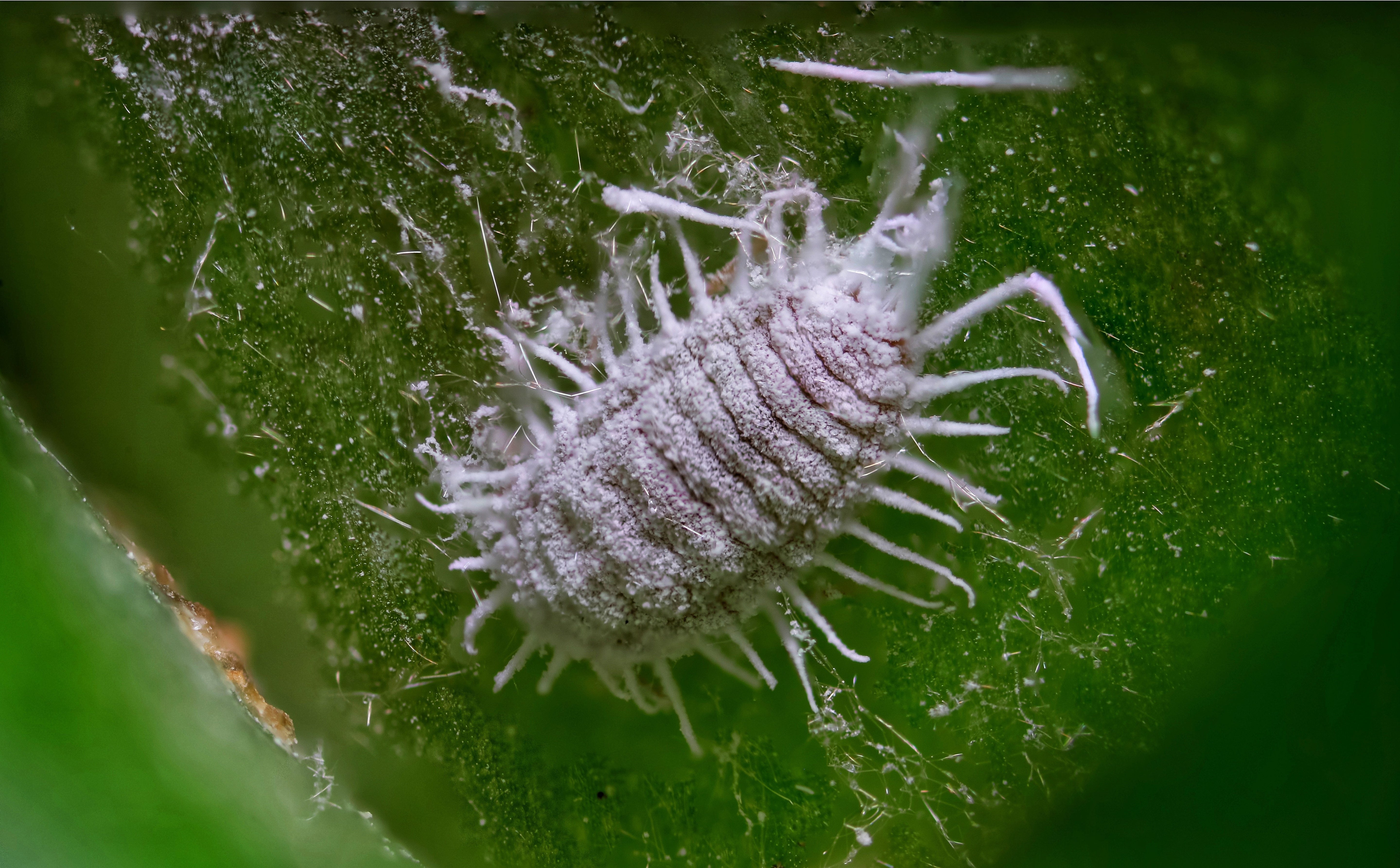 Macro photo of a single mealybug insect sitting on an orchid leaf. A single mealybug on an orchid leaf can start a full outbreak within weeks. Precise wiping and scheduled treatments stop it before it multiplies.