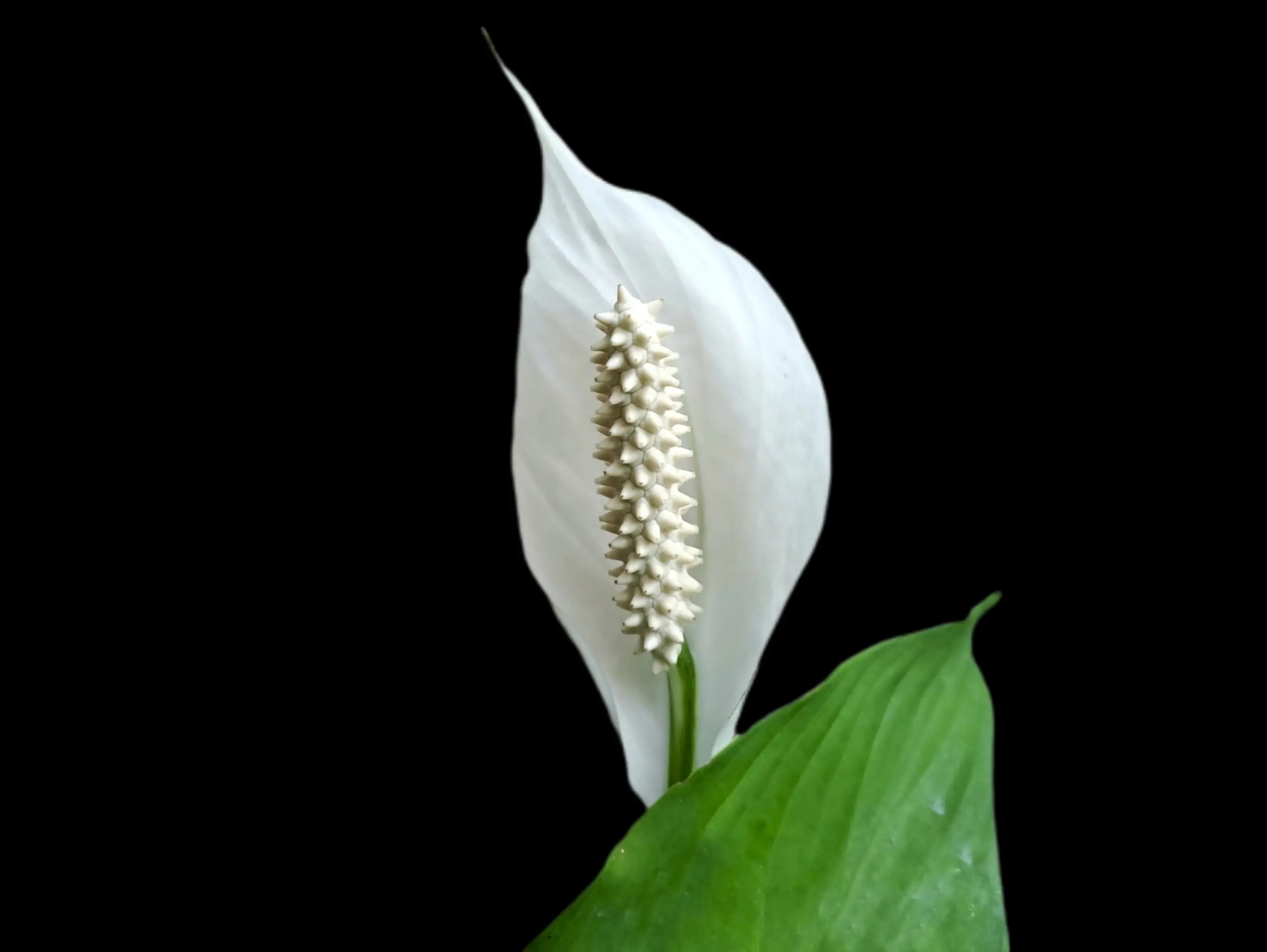 Close-up of a white Spathiphyllum cochlearispathum spathe and spadix against a black background, highlighting its texture and structure.