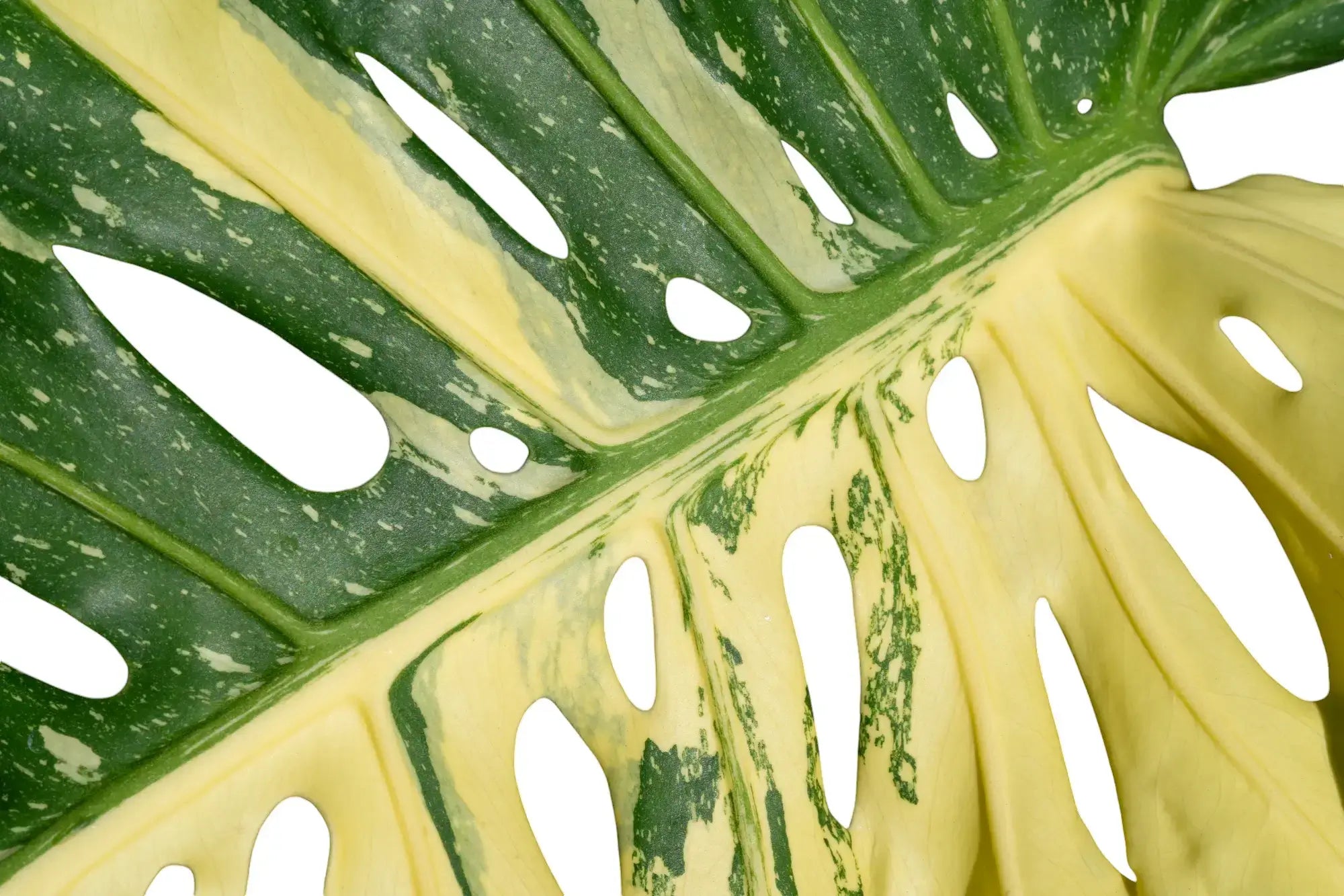 Monstera Thai Constellation Blatt mit cremefarbener gesprenkelter Panaschierung