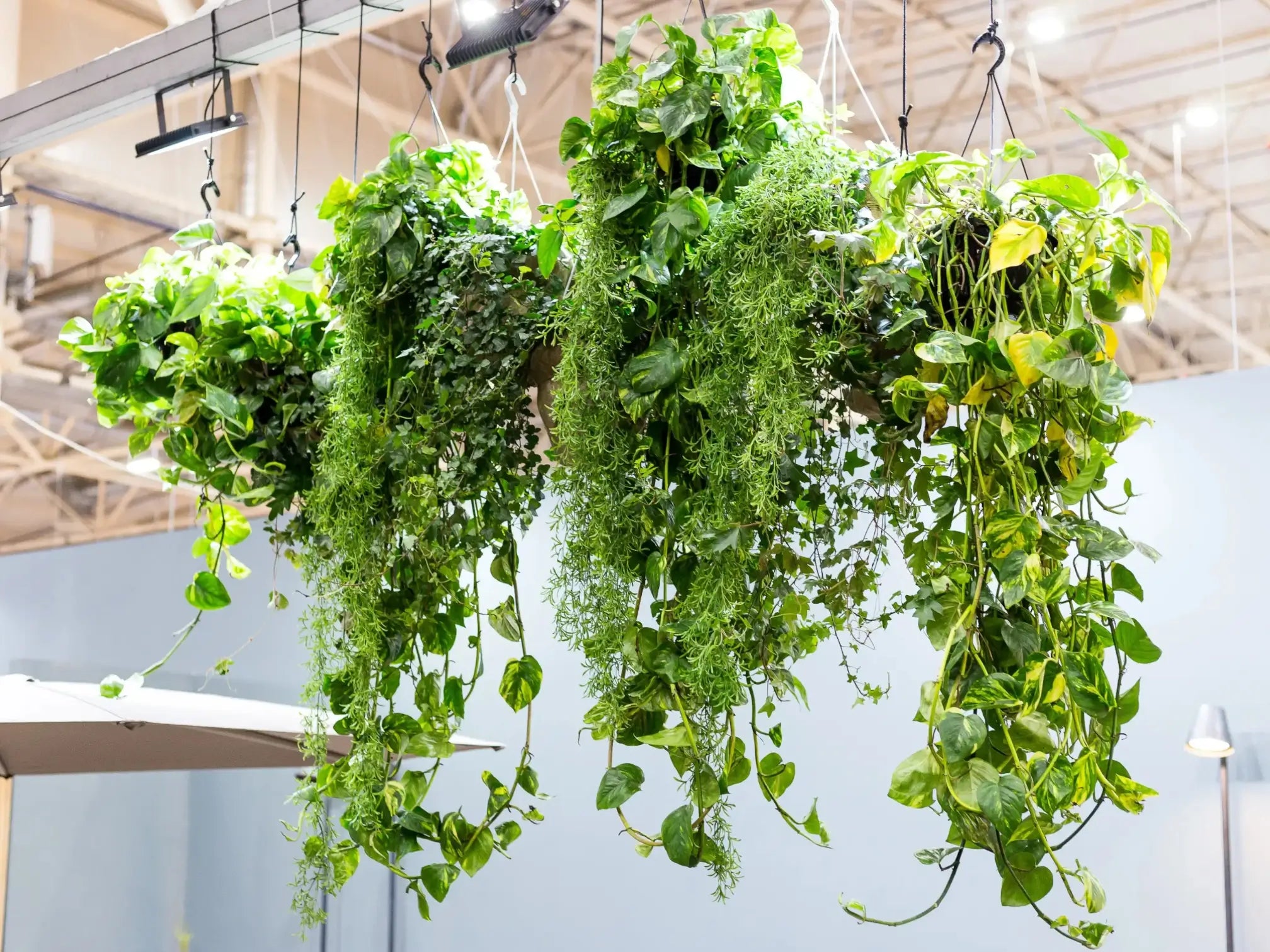 Fast growers quickly fill a space with greenery, making them ideal for anyone who wants impact without years of waiting. indoor display of fast-growing houseplants in hanging pots, including pothos, asparagus fern, and philodendron hederaceum.