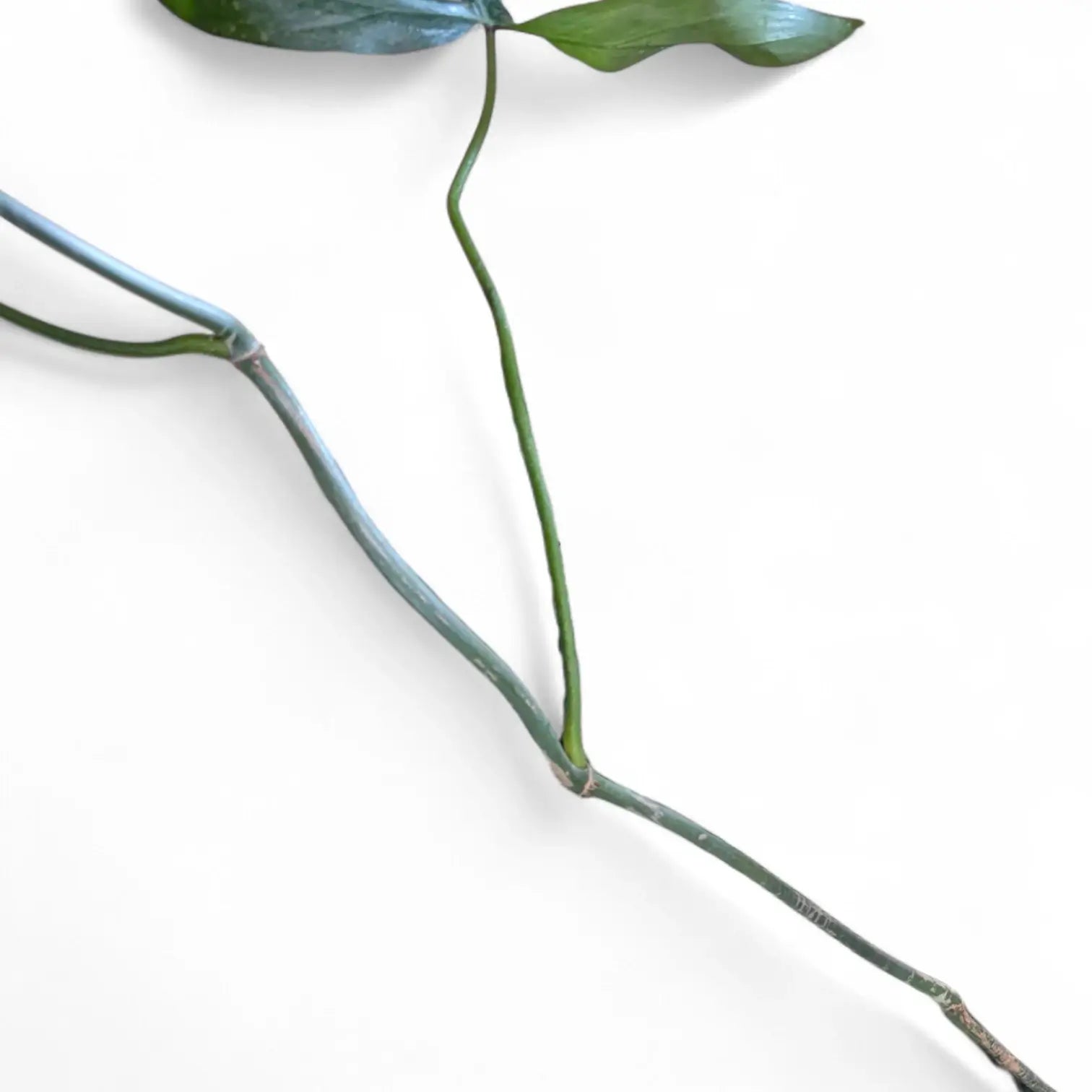Leggy houseplant with long stretched stems and widely spaced leaves