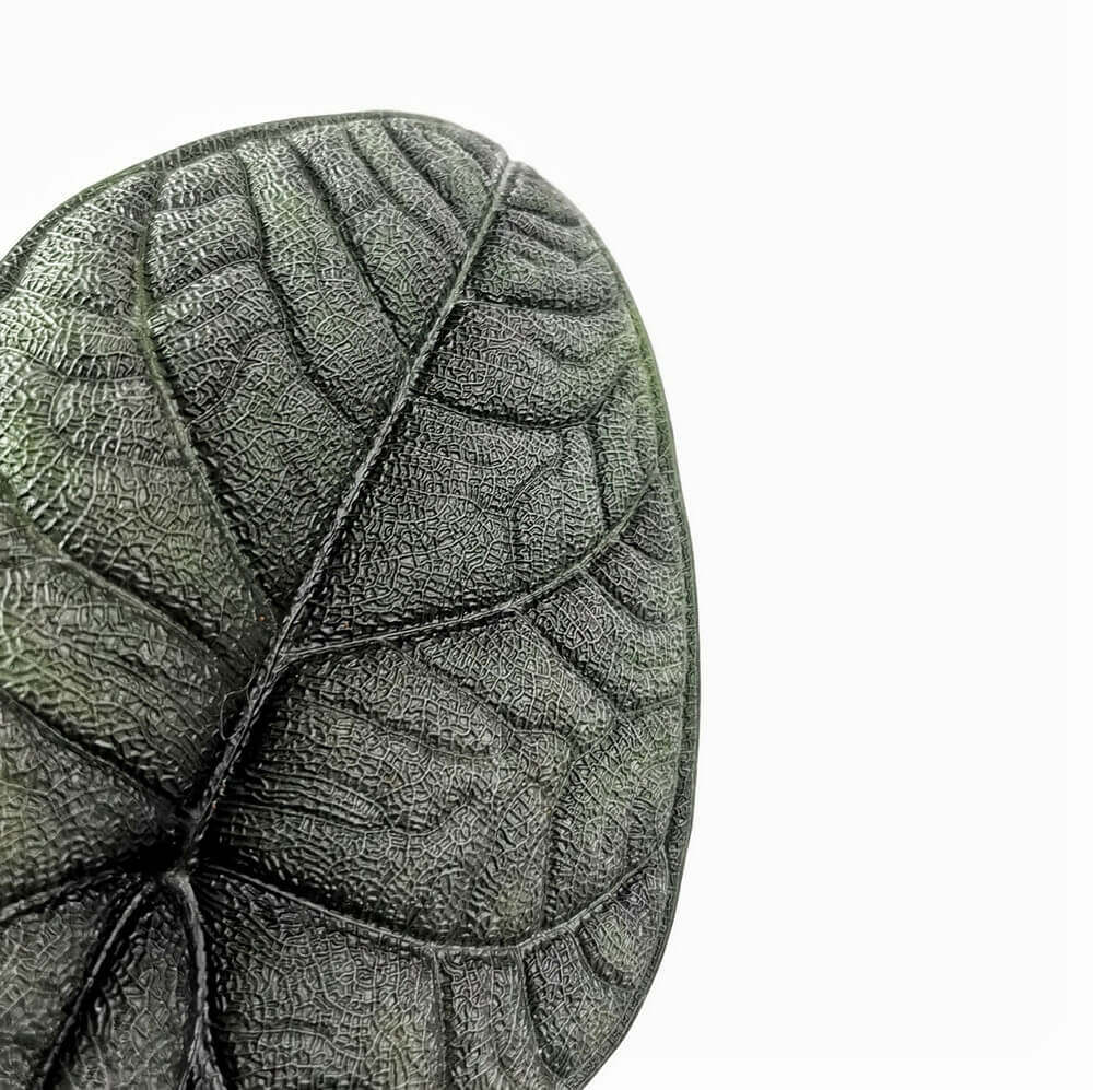 Nahaufnahme eines Alocasia melo Blattes mit ausgeprägter Struktur