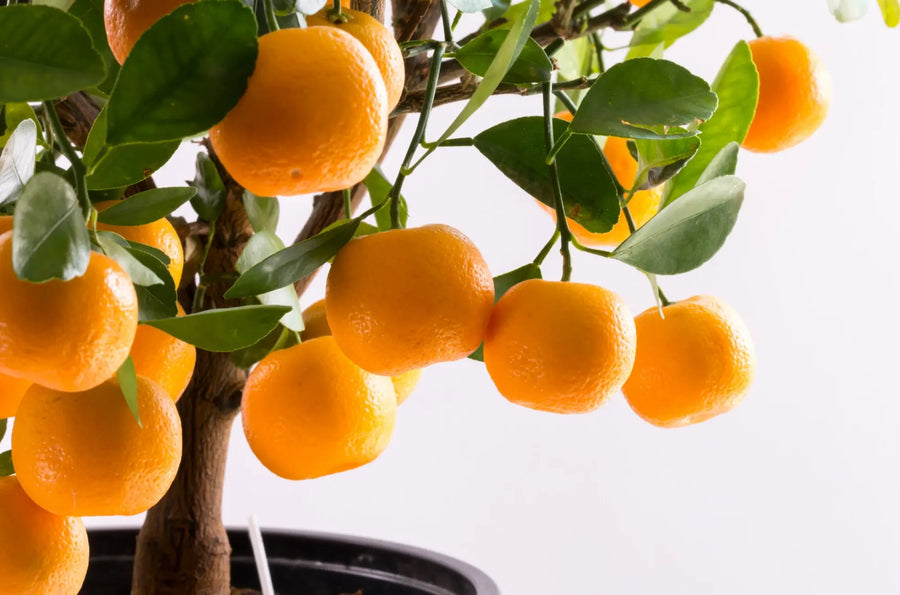 Nahaufnahme eines Calamondin-Bäumchens mit glänzend grünen Blättern und kleinen orangefarbenen Früchten