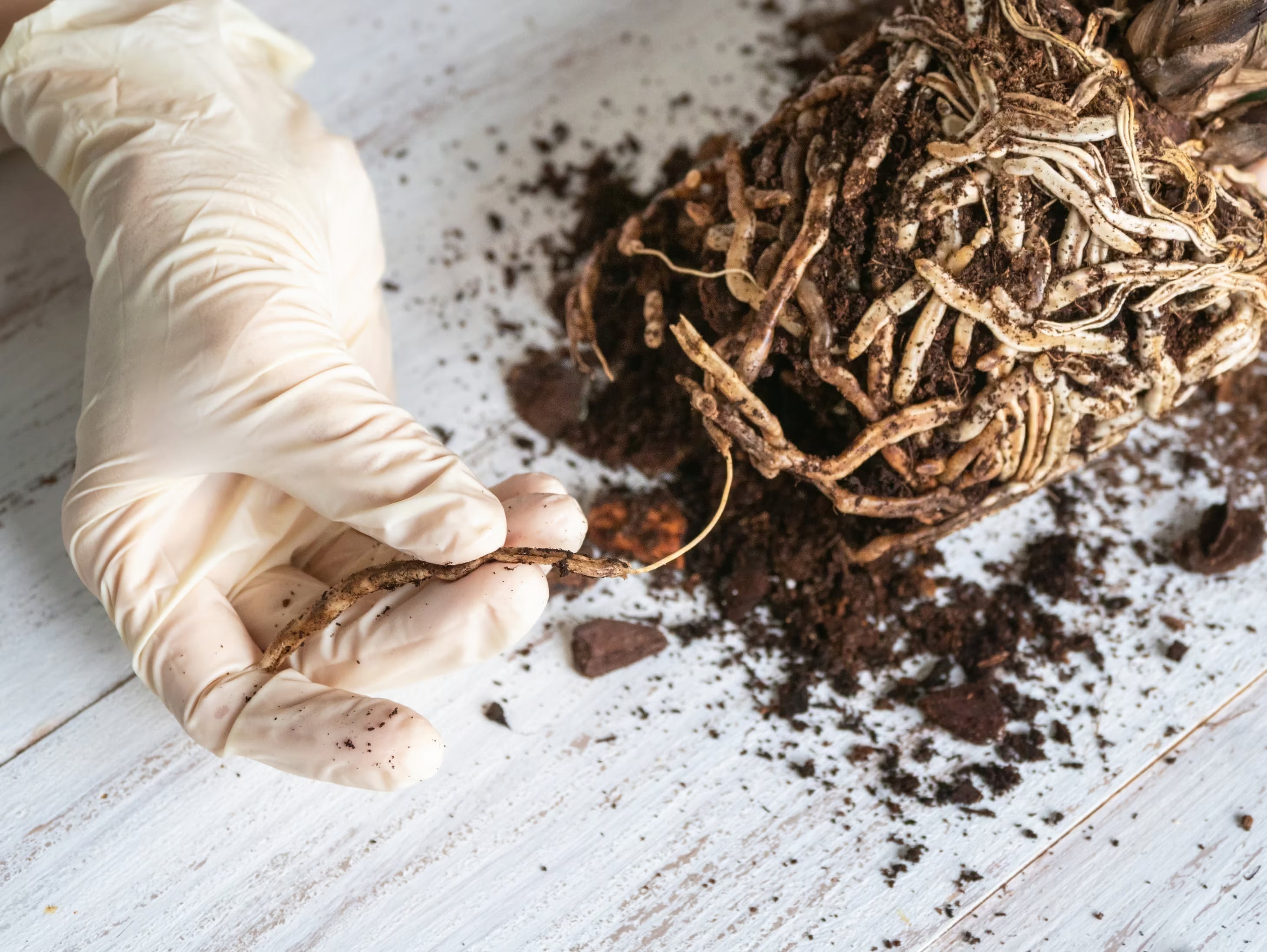 Dark damaged houseplant roots exposed beside a nursery pot