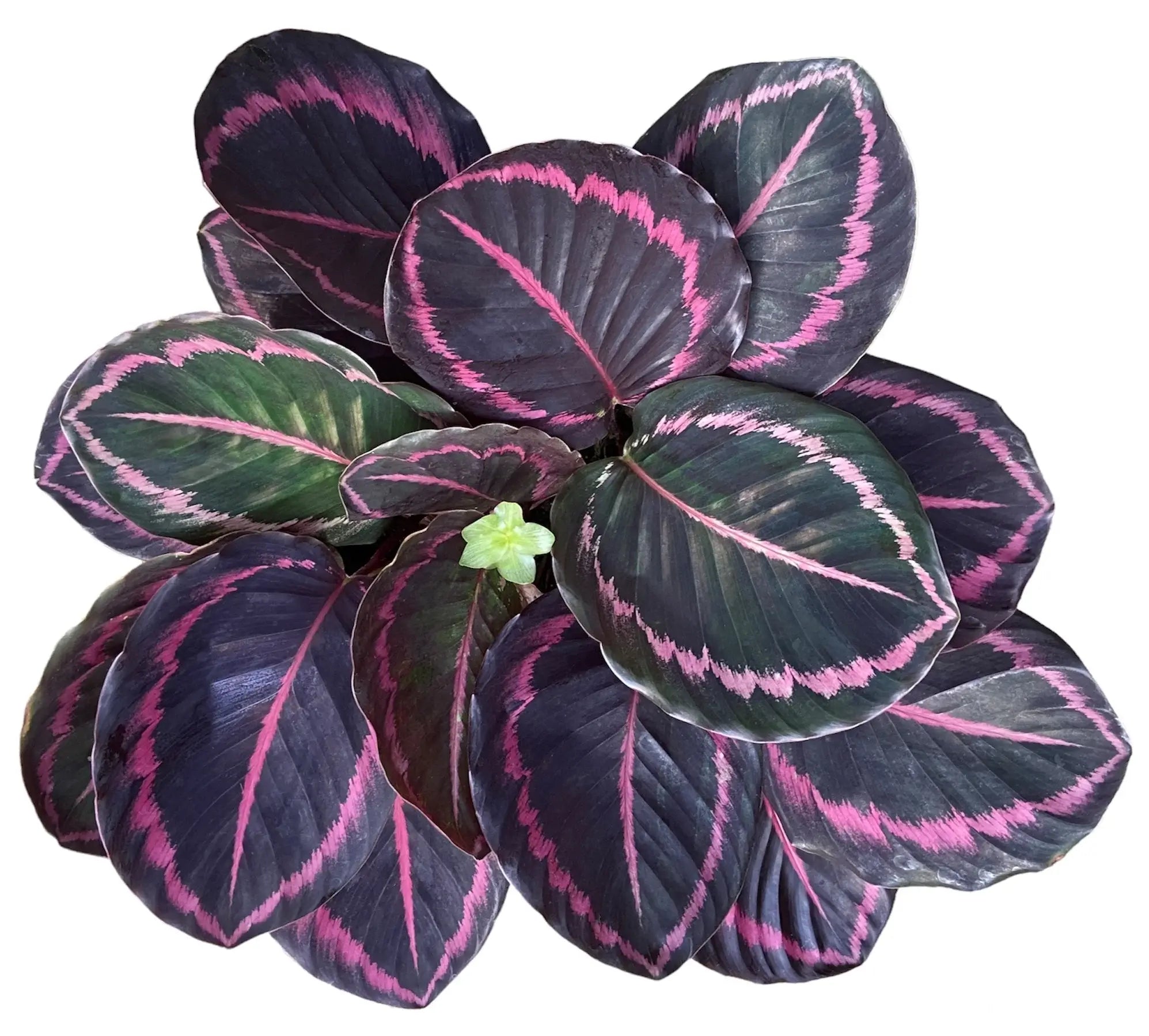 Calathea-Zimmerpflanze mit gemusterten Blättern im Topf