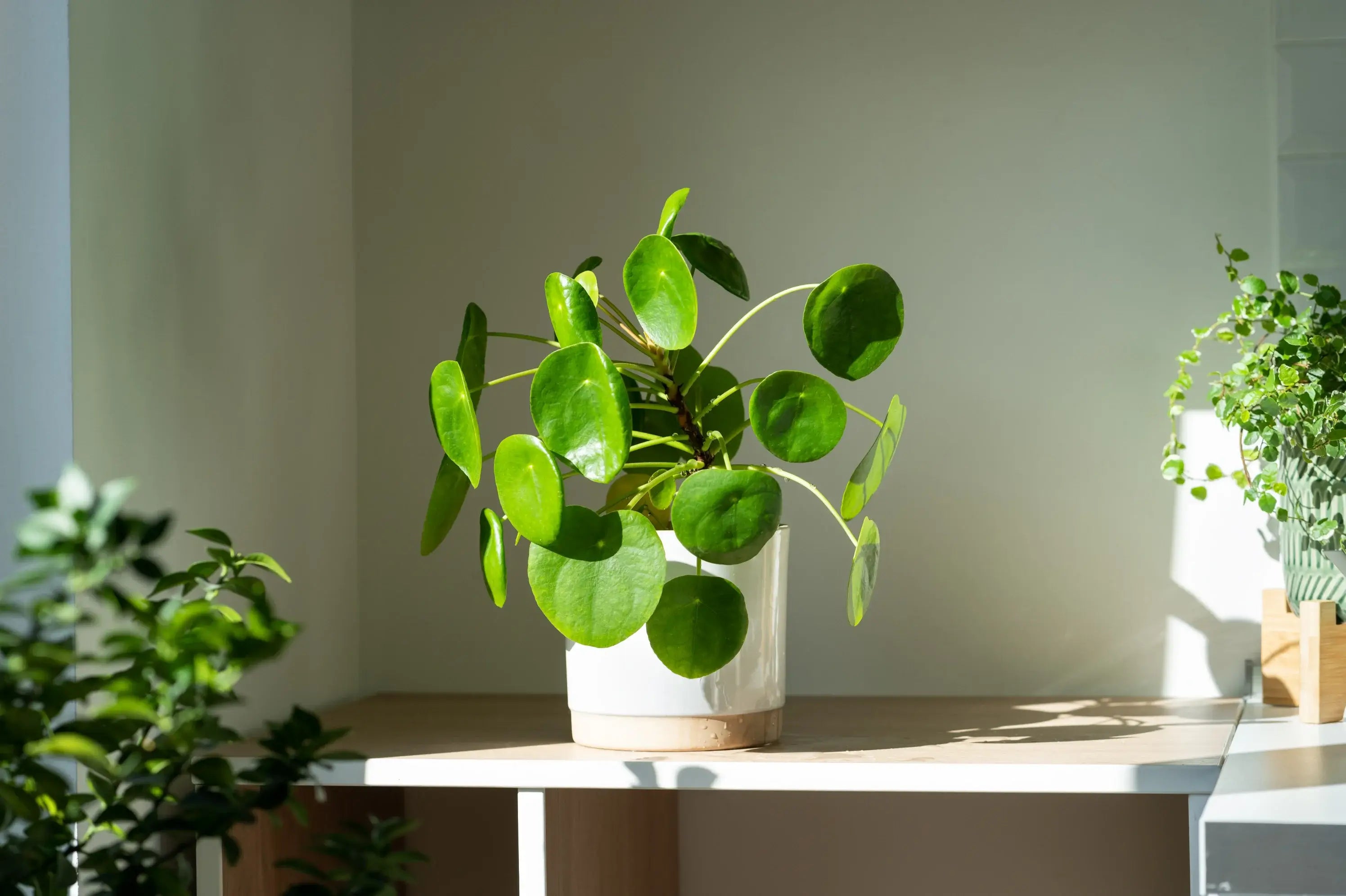 Peperomia plant in plenty of bright indirect light