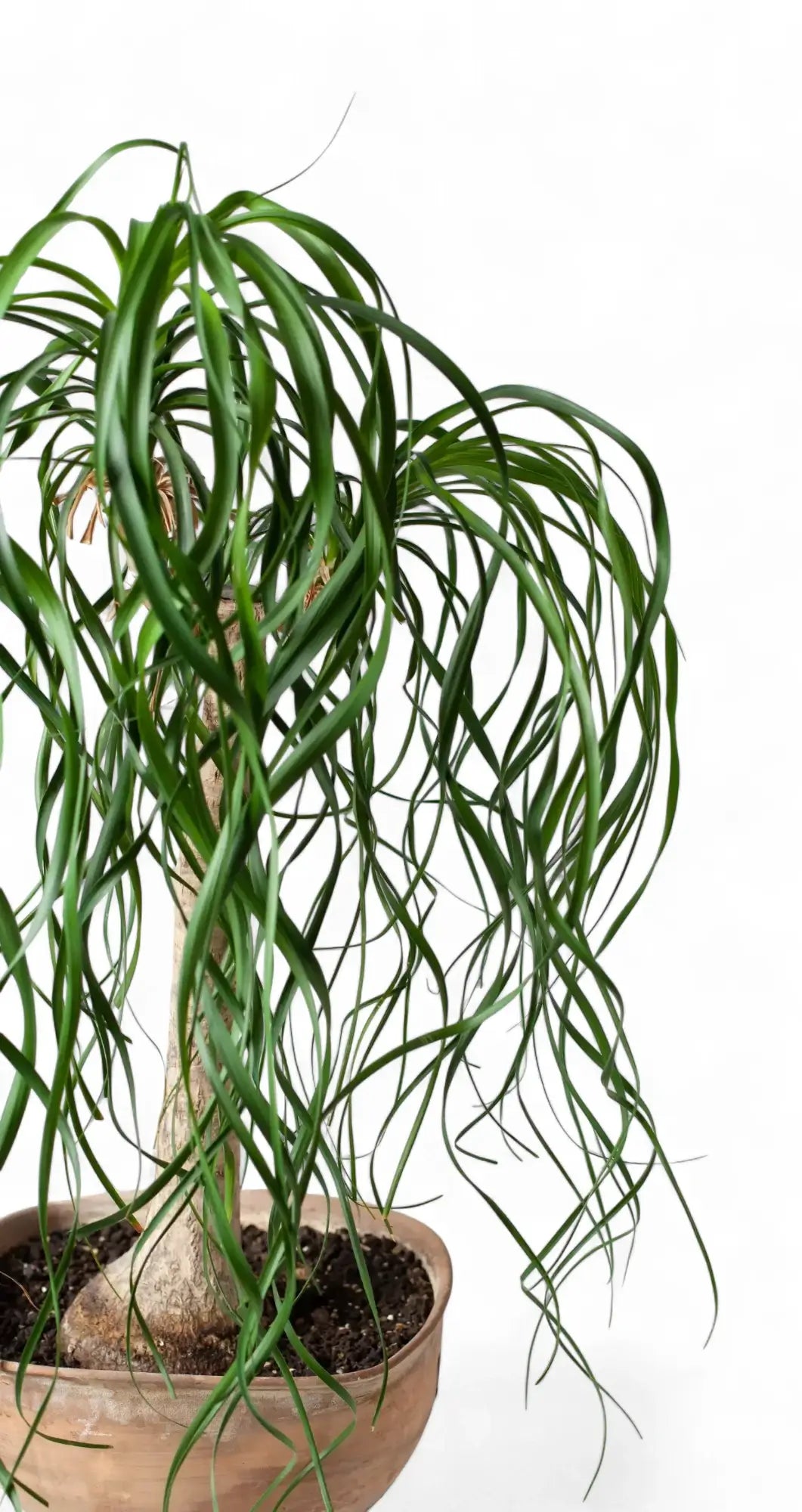 Small Beaucarnea recurvata in round terracotta bowl pot with swollen base and green leaves, on white background.