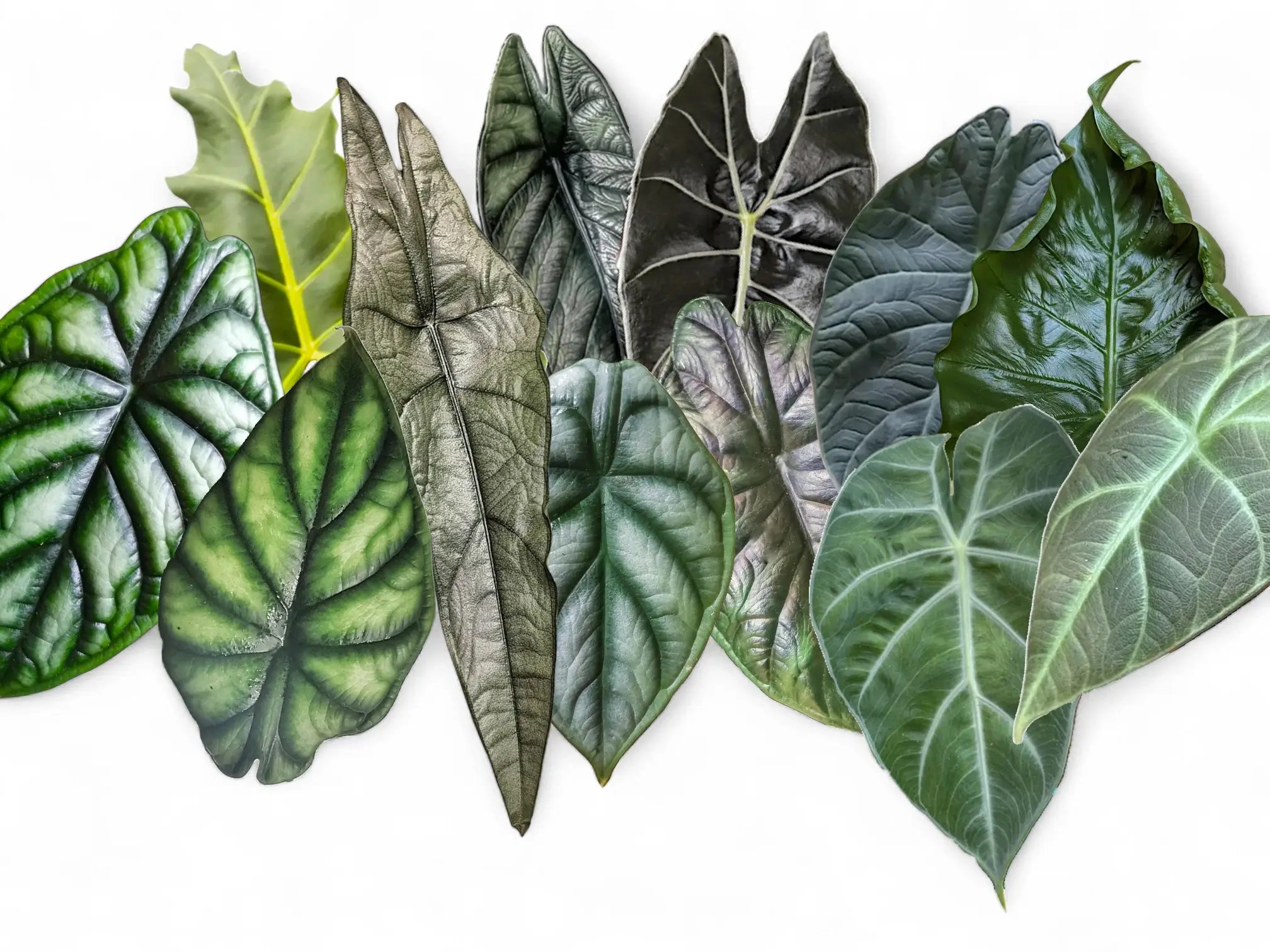 Blattcollage verschiedener Dragon-Alocasia-Arten und -Sorten vor weißem Hintergrund.