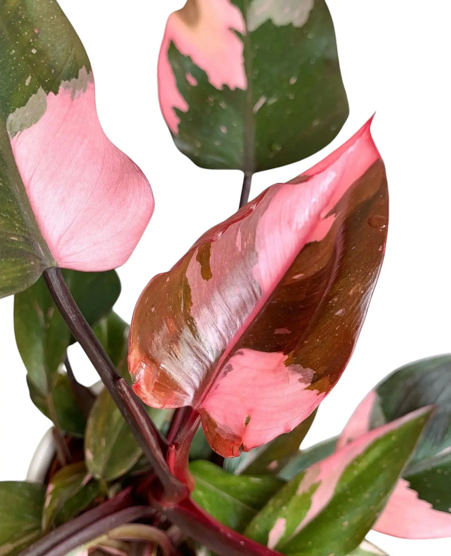 Nahaufnahme von Philodendron 'Pink Princess' mit dunkelgrüner und kräftig rosa Variegation