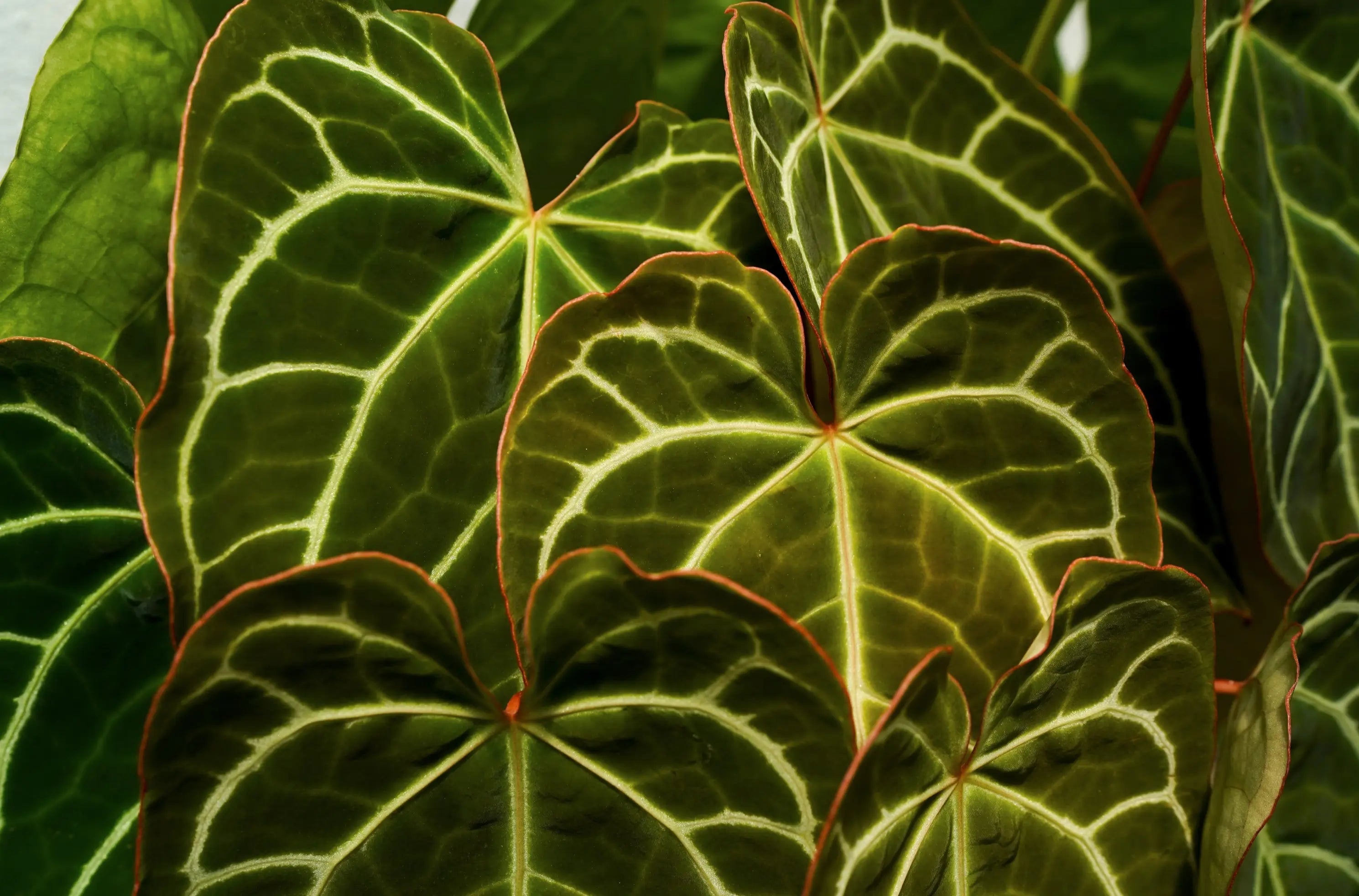Anthurium-Zimmerpflanze mit glänzenden grünen Blättern und roter Spatha