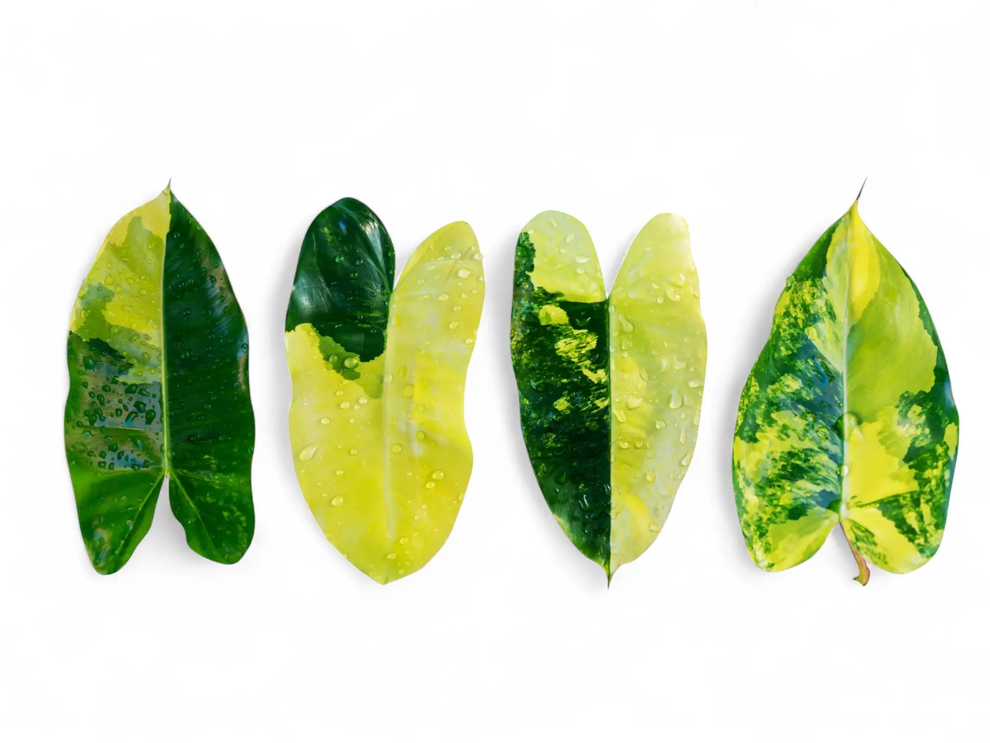 Vier Philodendron Burle Marx Variegata Blätter mit unterschiedlichen Variegationsmustern auf weißem Hintergrund