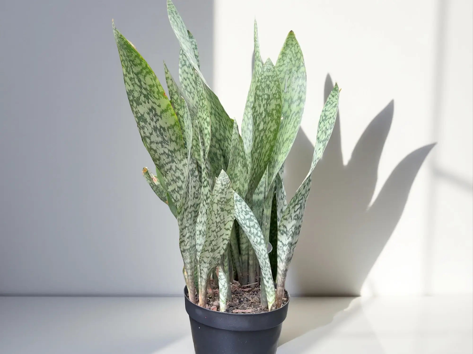 Bogenhanf (Dracaena trifasciata, früher Sansevieria) in hellem natürlichem Licht vor weißem Hintergrund; als CAM-Pflanze kommt er mit viel Licht und längeren Trockenphasen gut zurecht.