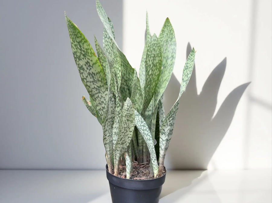 Snake plant standing in bright natural light against a white background