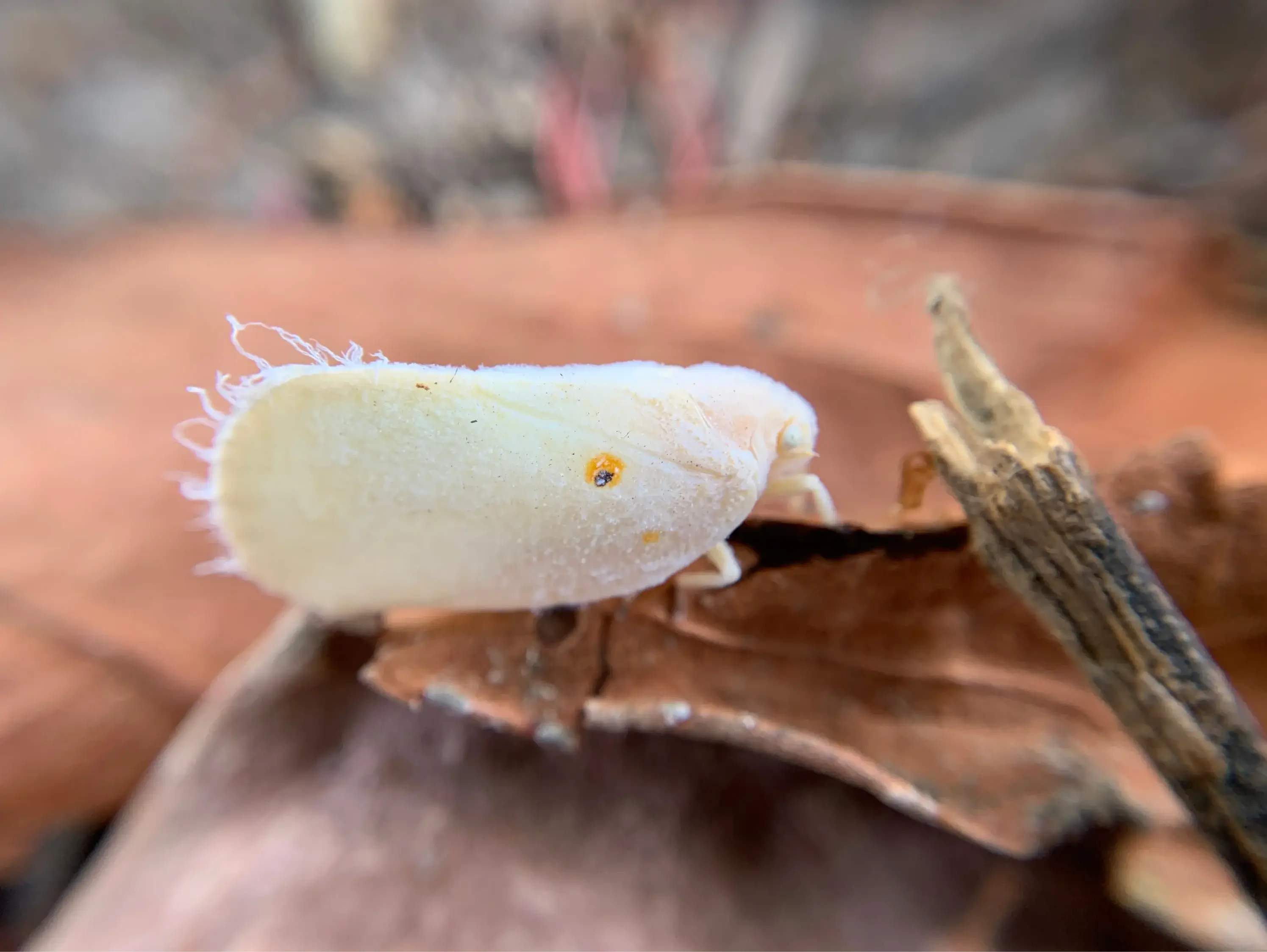Weiße Fliegen auf der Unterseite eines grünen Zimmerpflanzenblatts