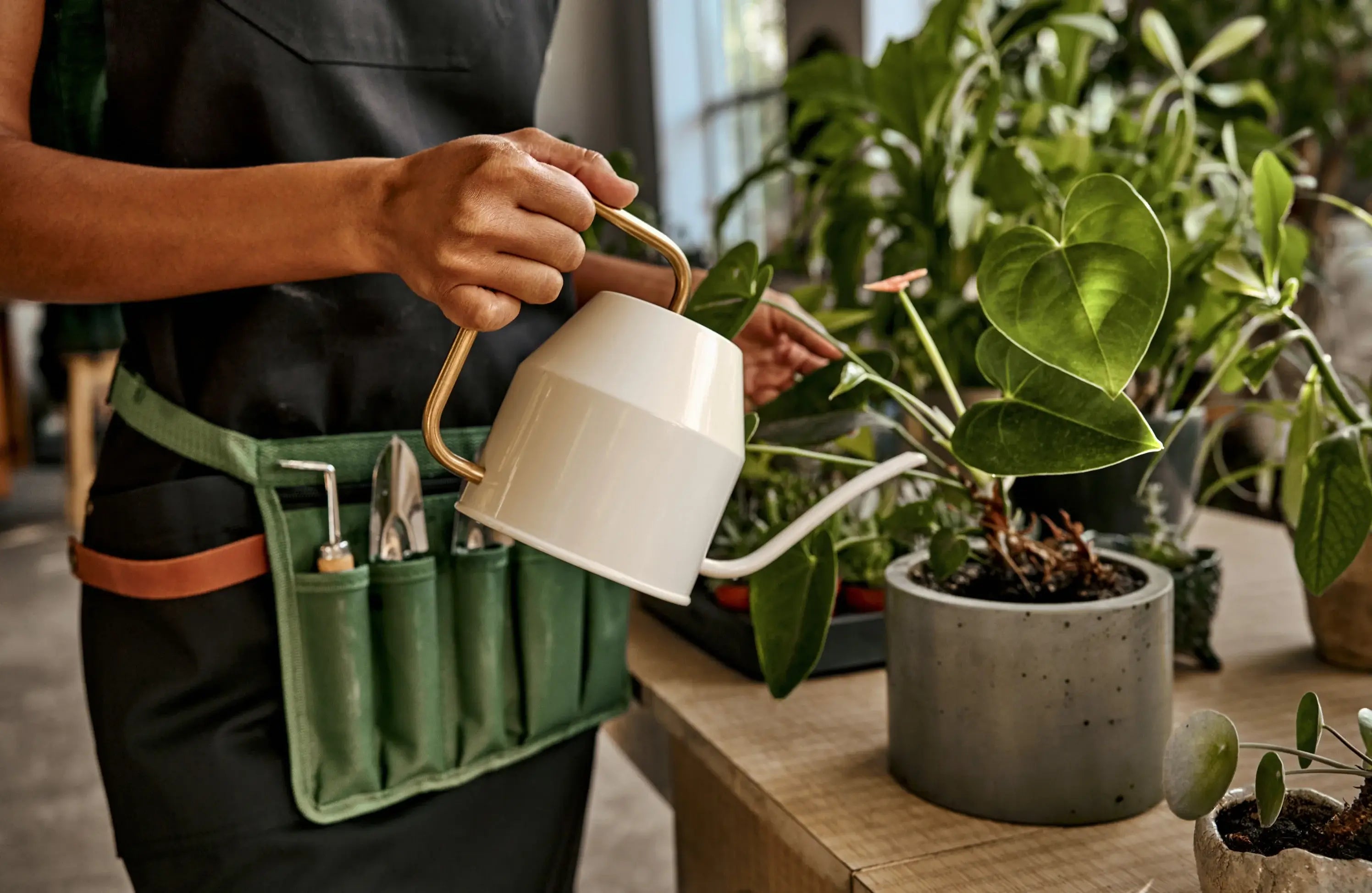 woman with garden tools watering potted houseplant on the table at plants shop, using white metal watering can,