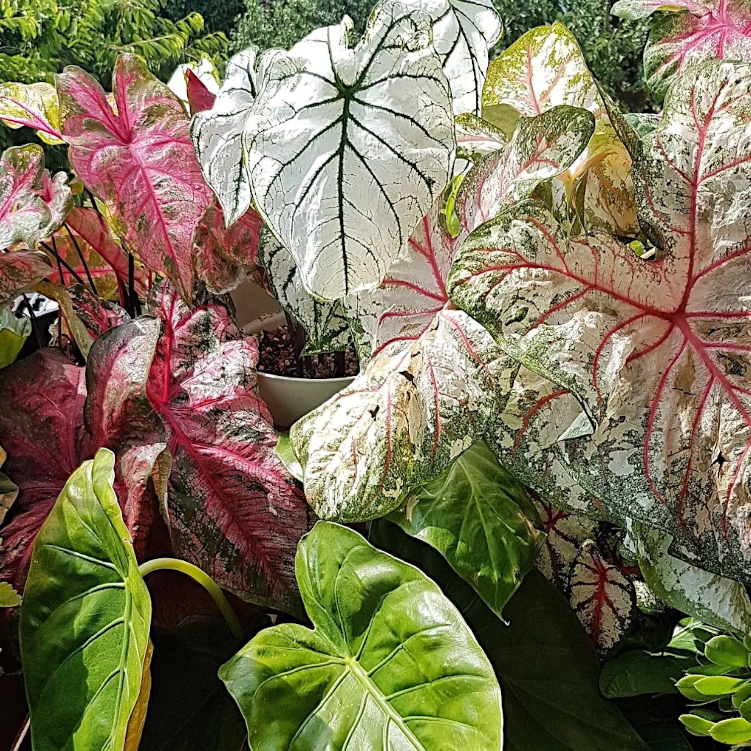 Various colourful Caladium plants with different leaf patterns and shades, displayed on a sunlit terrace during summer.