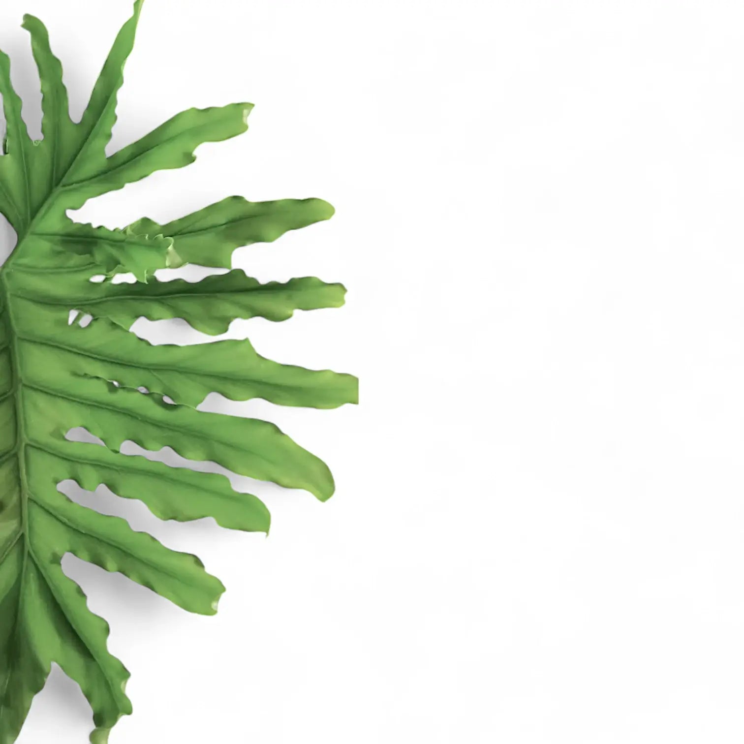 Close-up of Thaumatophyllum bipinnatifidum leaves, a species formerly classified as Philodendron bipinnatifidum, showing deeply lobed foliage.