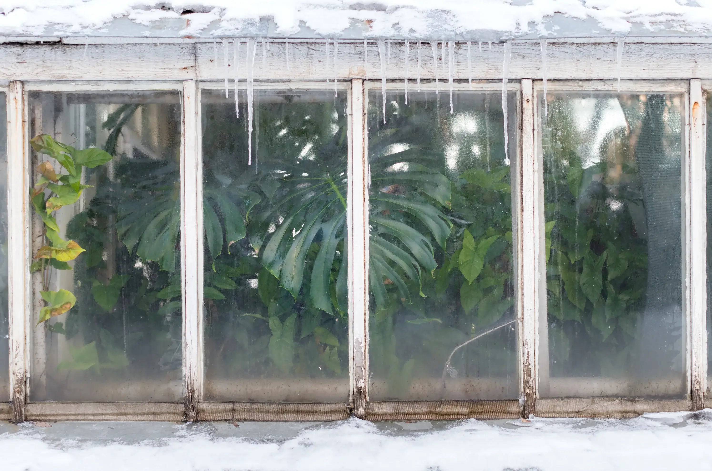 Indoor plants on a winter windowsill in soft natural light