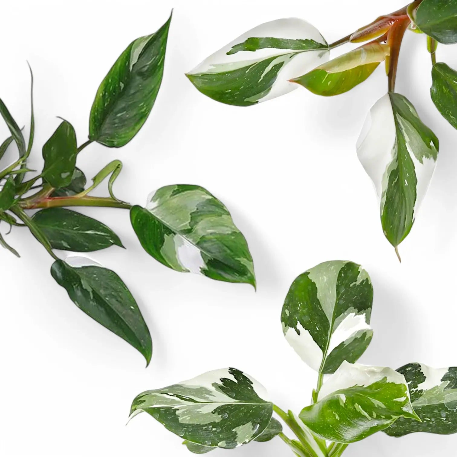 Philodendron 'White Princess', 'White Wizard' und 'White Knight' nebeneinander mit unterschiedlichen Variegationsmustern