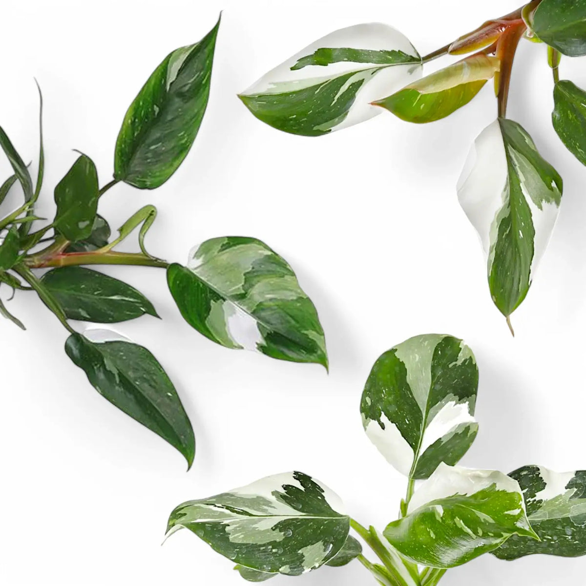 Philodendron 'White Princess', 'White Wizard' and 'White Knight' leaves side by side
