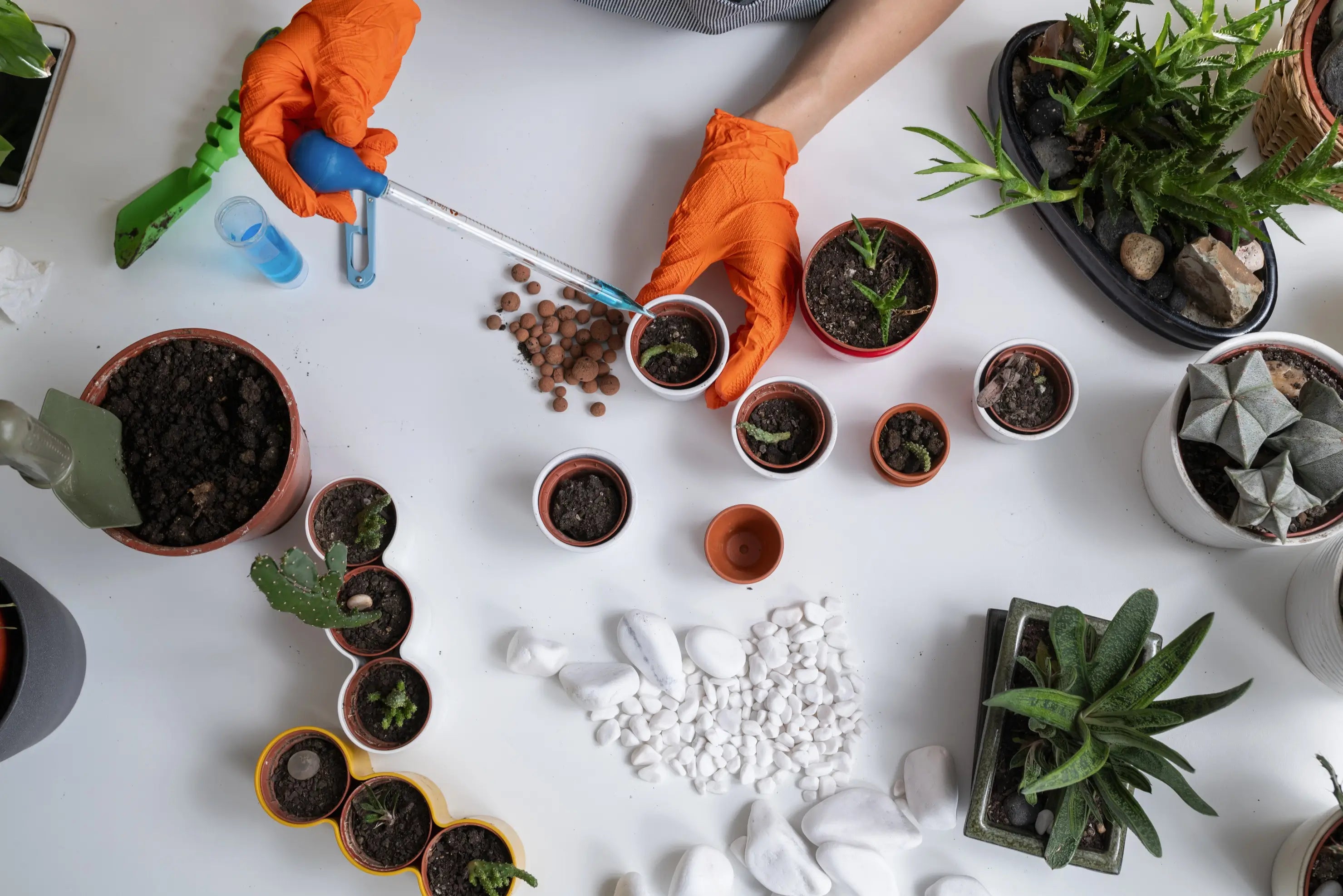 Flatlay of hands fertilizing indoor plants with bottles, tools, and containers arranged on a table in a bright home setting.