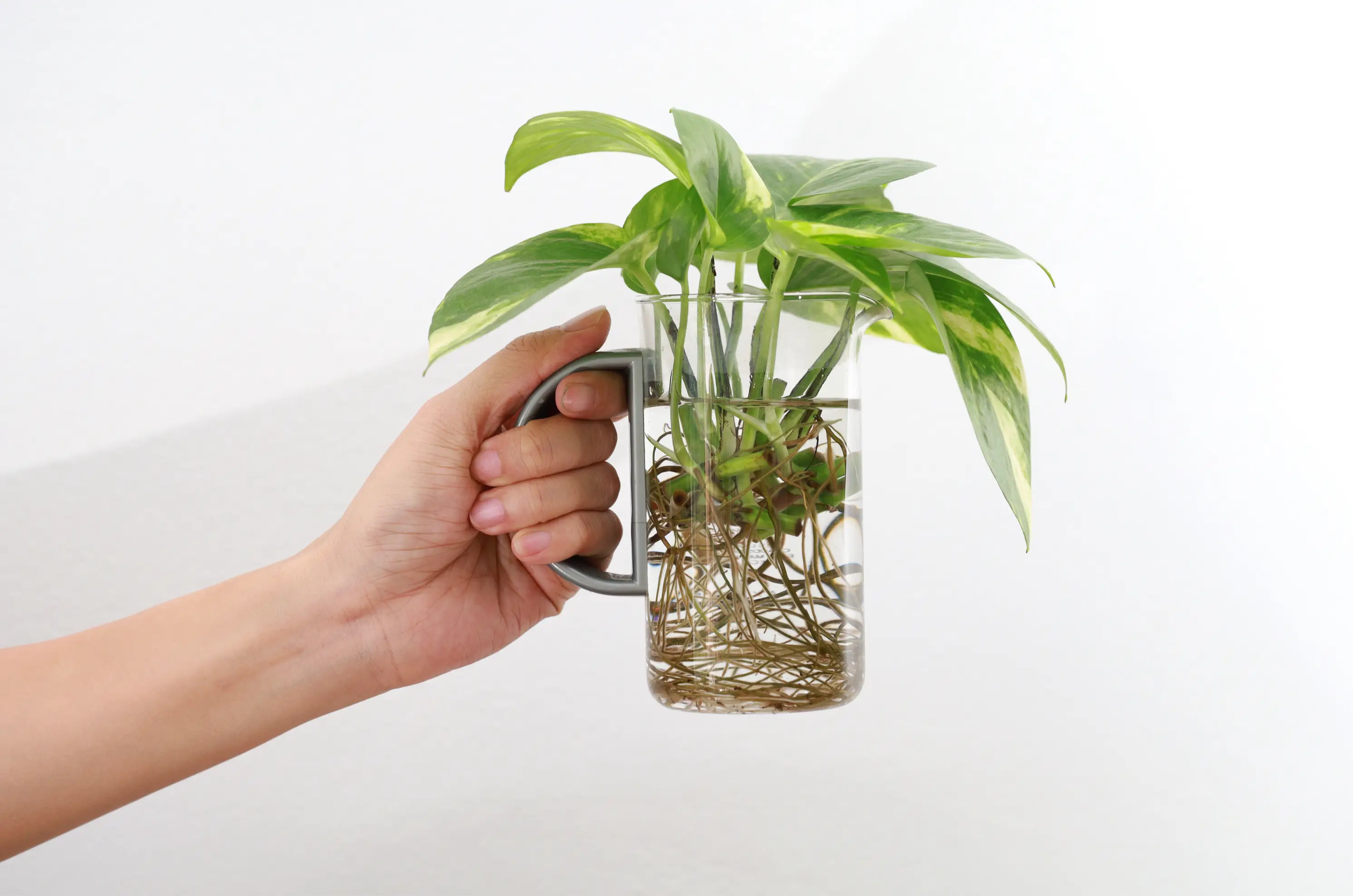 Water Propagation of Houseplants â Guide to Rooting Cuttings in Water