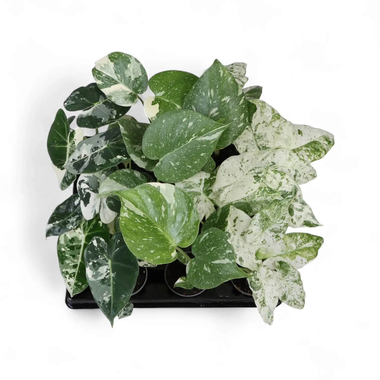 Anzuchtschale mit Babypflanzen: Alocasia 'Frydek' variegata, Monstera 'Thai Constellation' und Alocasia macrorrhizos 'Splash'