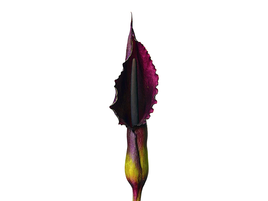 Sauromatum giganteum inflorescence with a large spathe and spadix