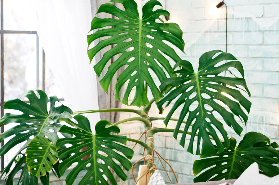 Monstera deliciosa mit großen geschlitzten grünen Blättern im Topf