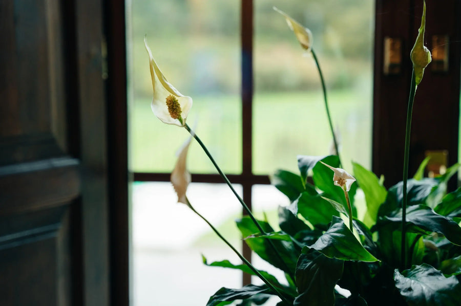 Spathiphyllum plant beside a north-facing window in low indoor light