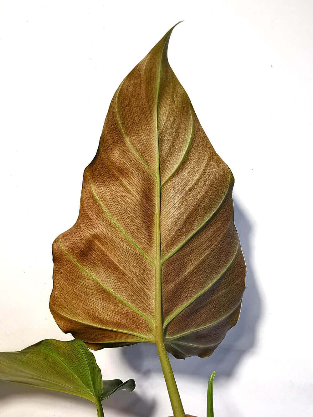 Philodendron mit länglichen grünen Blättern an einem hellen Standort