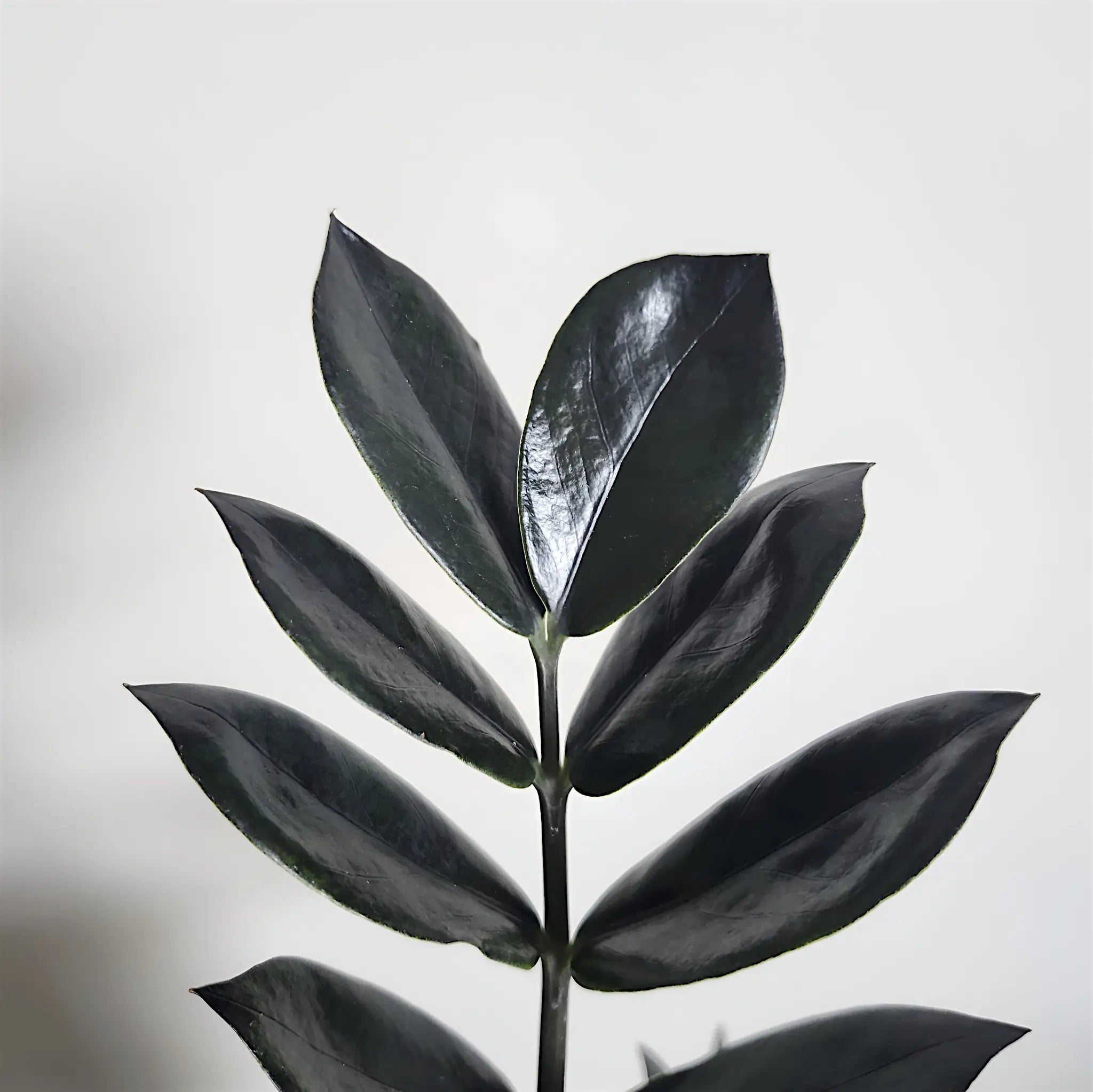 Glänzendes schwarzes Blatt von Zamioculcas zamiifolia 'Raven' vor weißem Hintergrund.