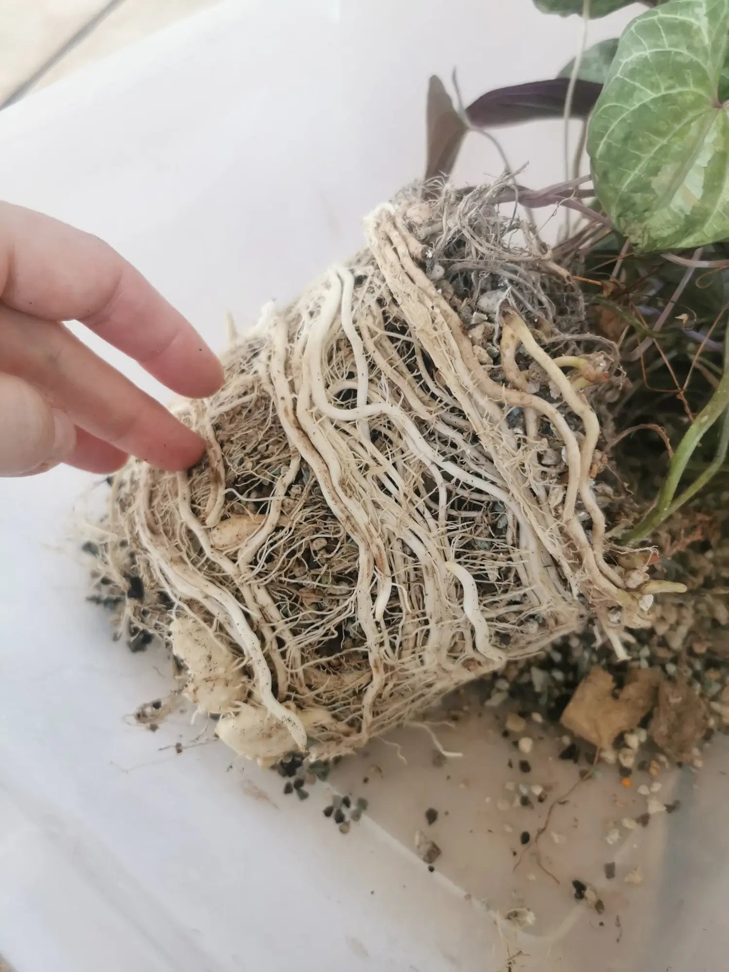 Close-up of a healthy white root system of a houseplant growing in mineral semi-hydroponic medium.