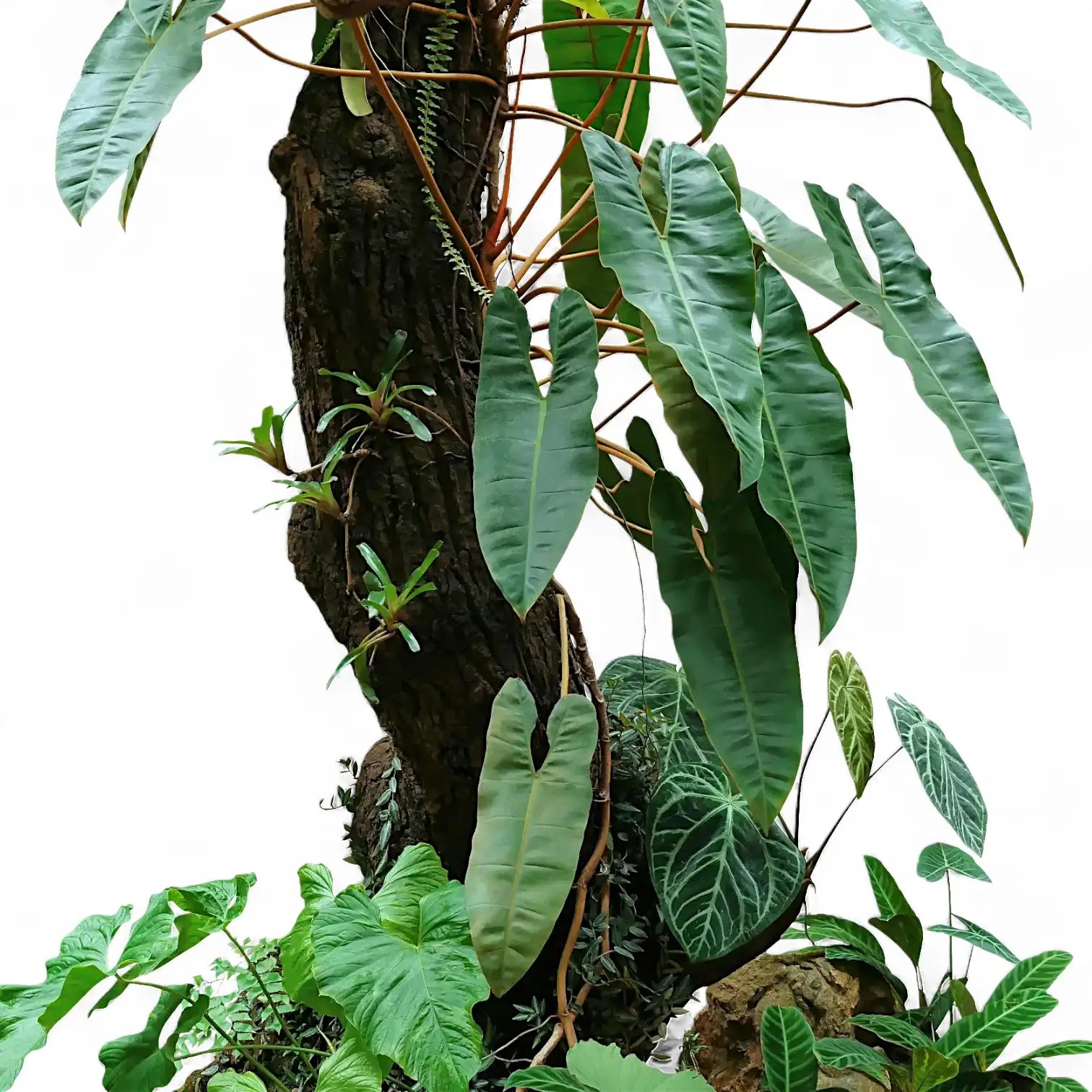 Philodendron, Anthurien, Farne und Orchideen wachsen epiphytisch am Stamm und an den Ăsten eines groĂen tropischen Baums.