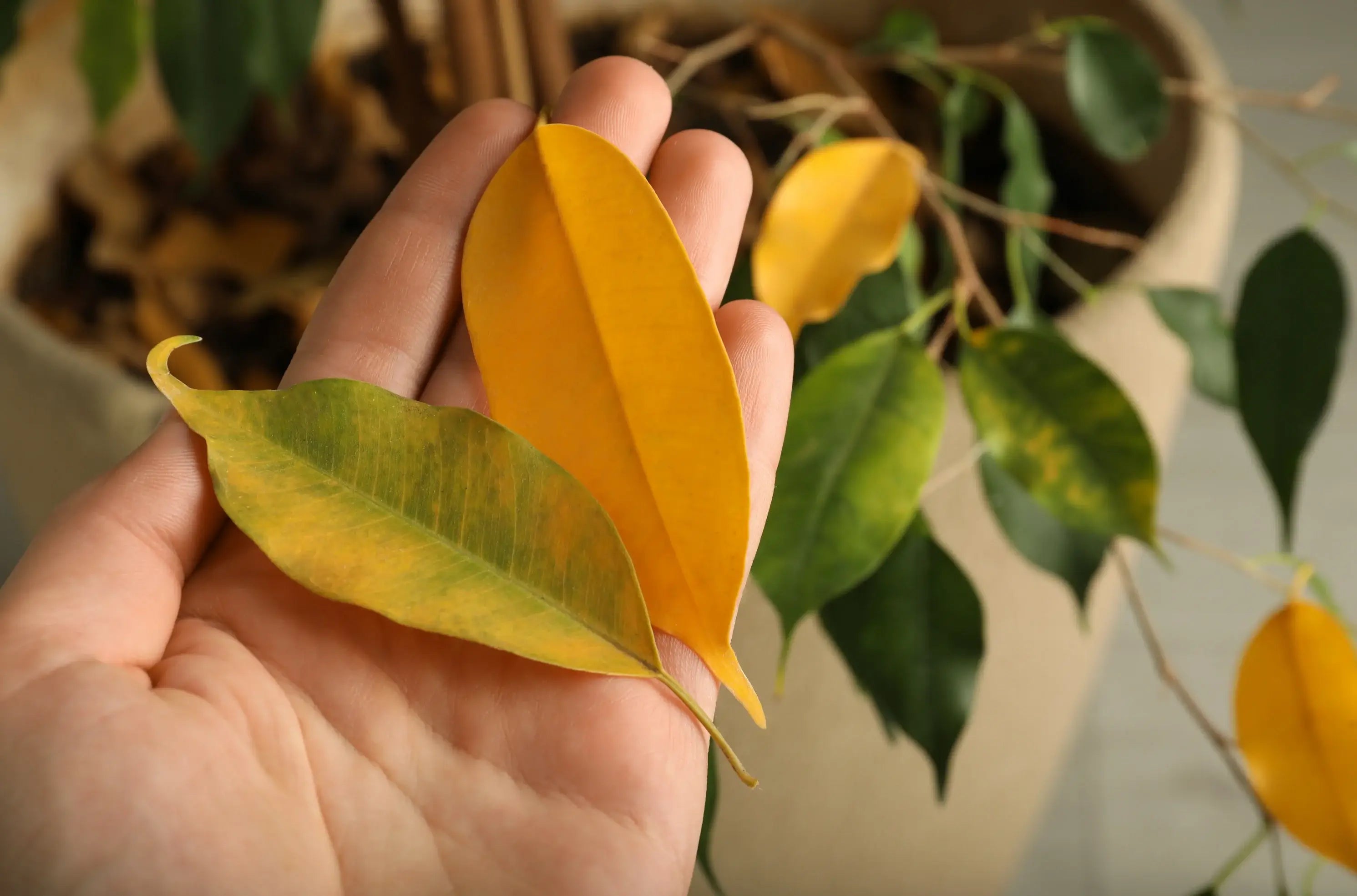 fallen yellow houseplant leaves held by hand near potted indoor plant Leaf drop indoors often starts subtly ā finding yellow leaves on the floor or soil is an early sign your plant is stressed or reacting to change.