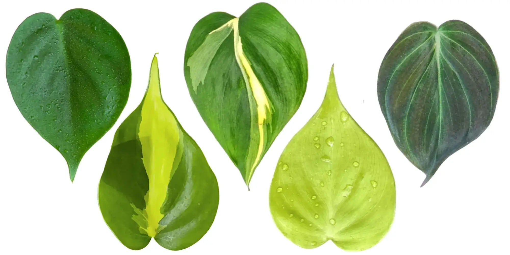 Rankender Herzblatt-Philodendron mit kleinen herzförmigen grünen Blättern