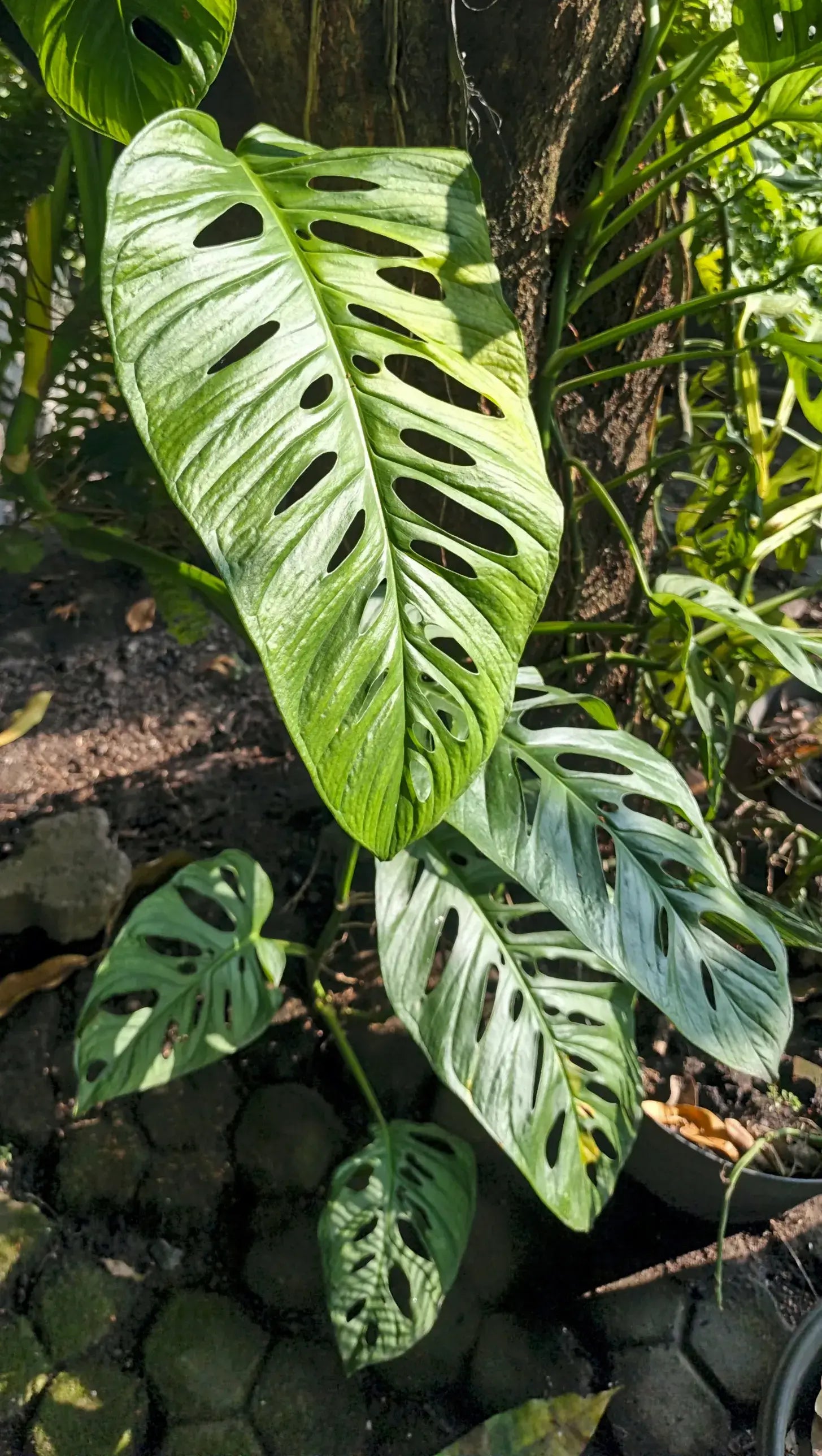 Monstera climbing a tree with leaves becoming larger higher up the stem