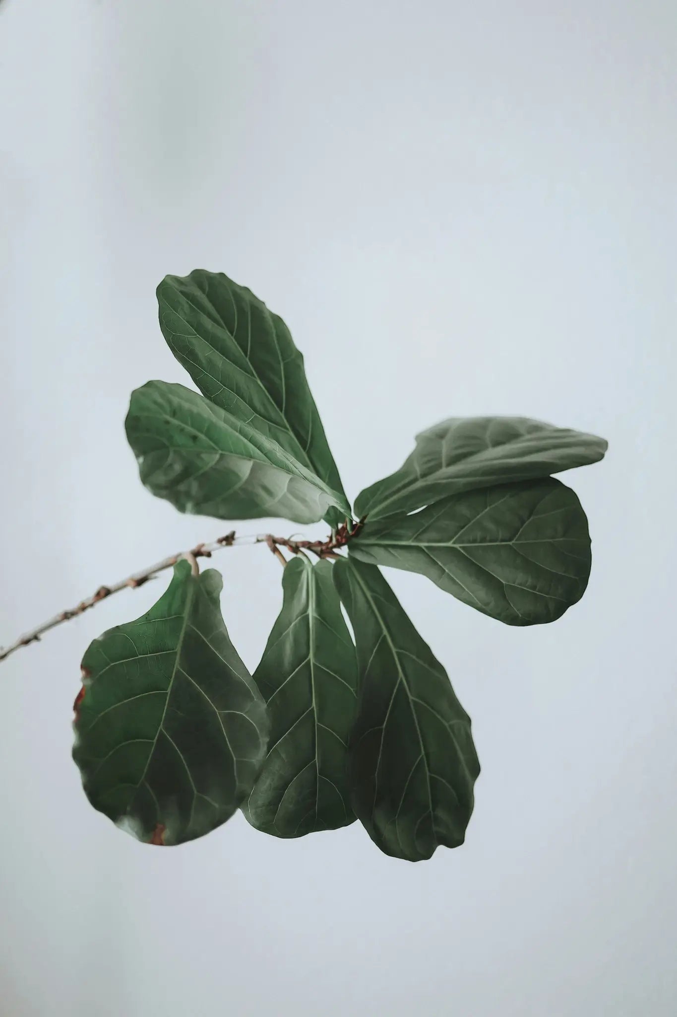 Ficus lyrata als Zimmerpflanze im Topf mit großen, geigenförmigen grünen Blättern