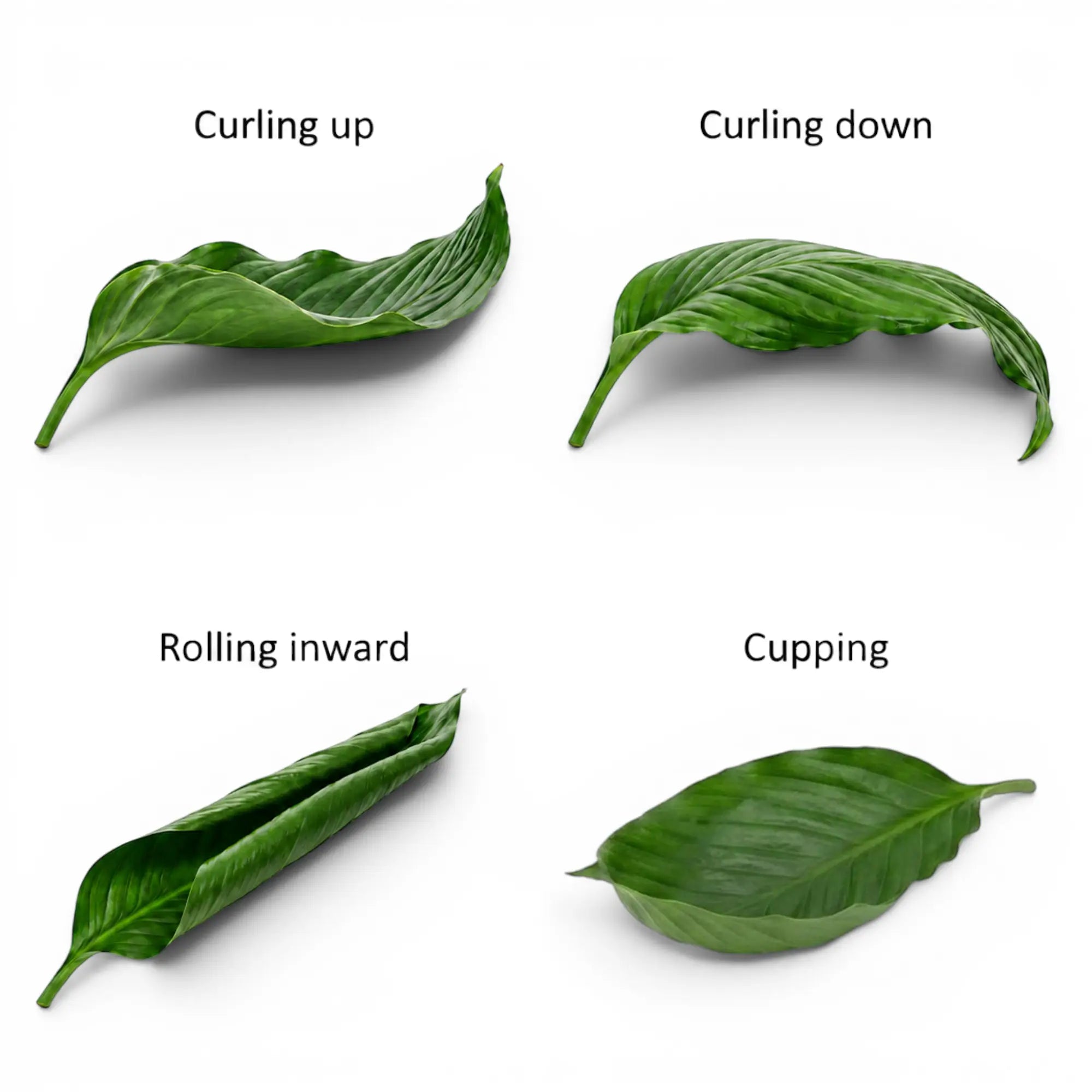 Four houseplant leaves showing curling up, curling down, rolling inward and cupping