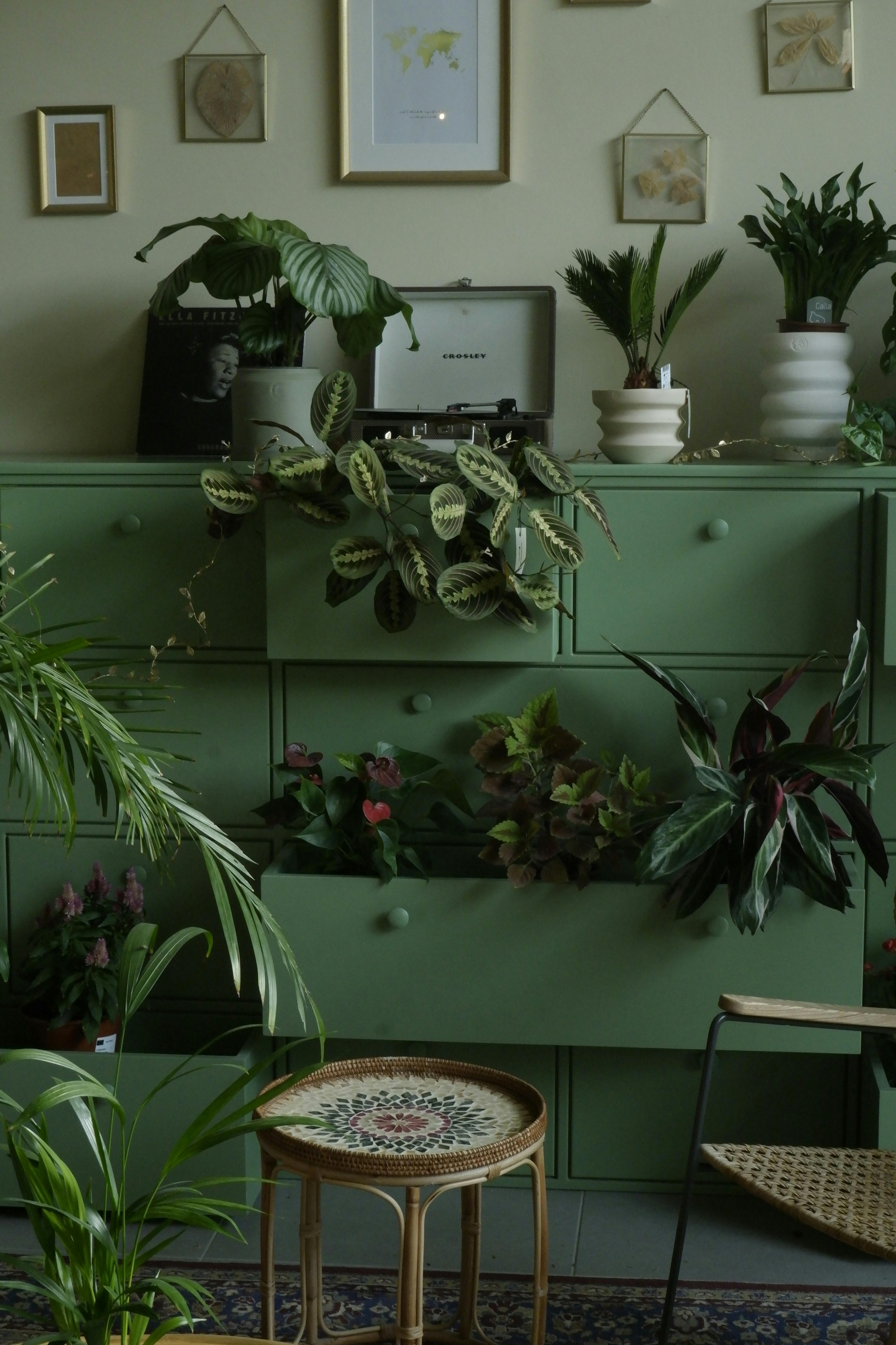 Various potted prayer plants displayed in an interior