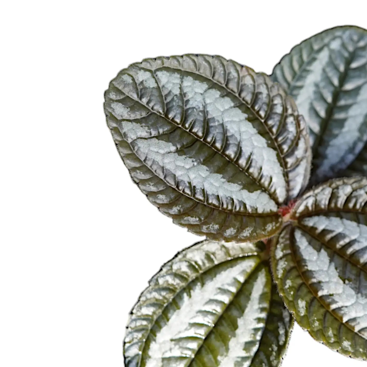 Blätter einer Pilea vor weißem Hintergrund