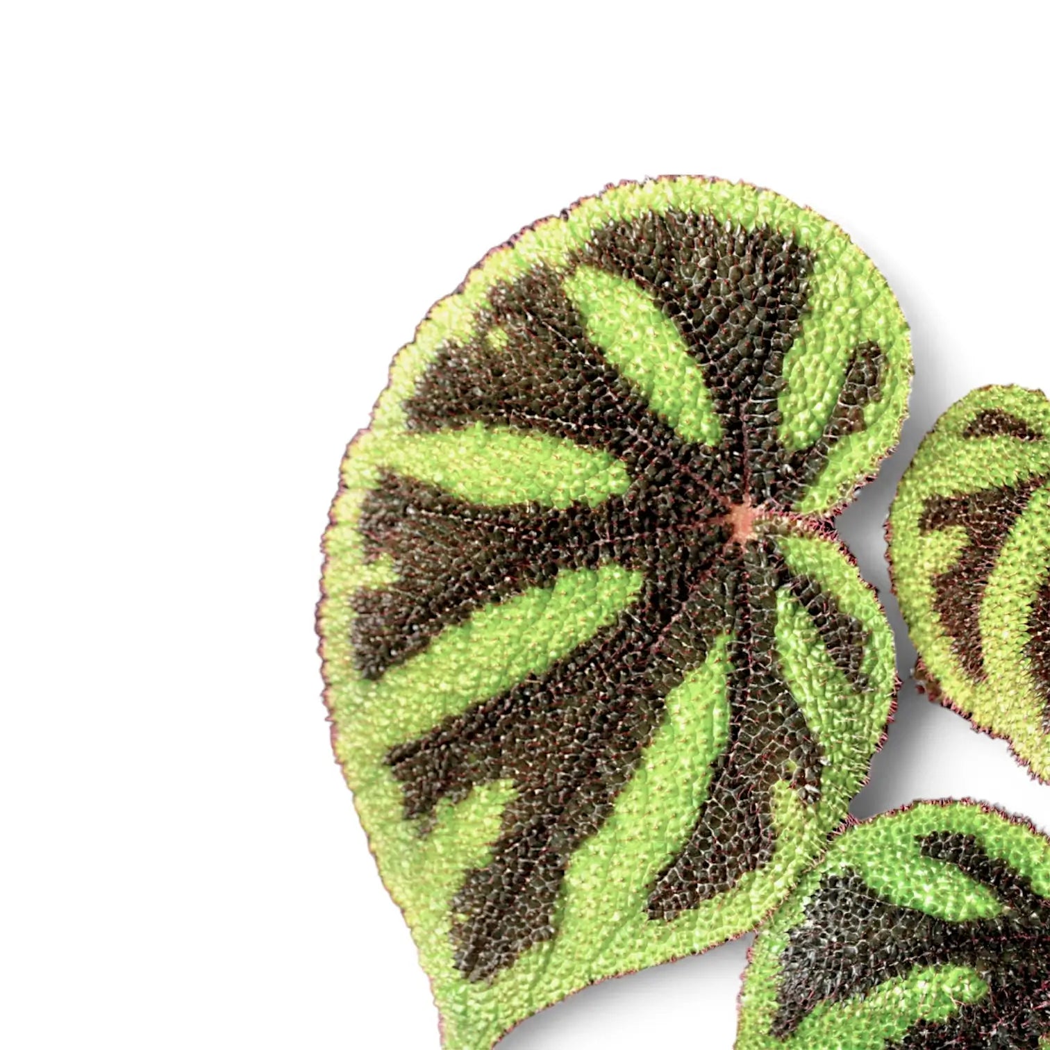 Nahaufnahme eines Blatts von Begonia masoniana vor weißem Hintergrund