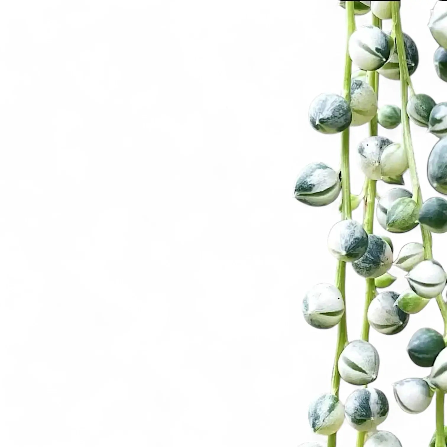 Close up of a variegated String of Pearls, Curio rowleyanus variegata