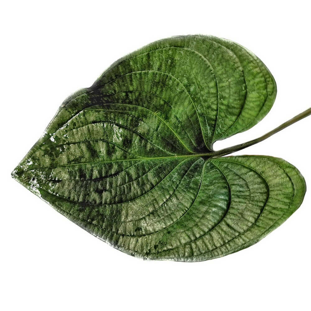 Leaf of Cyanastrum cordifolium on white background