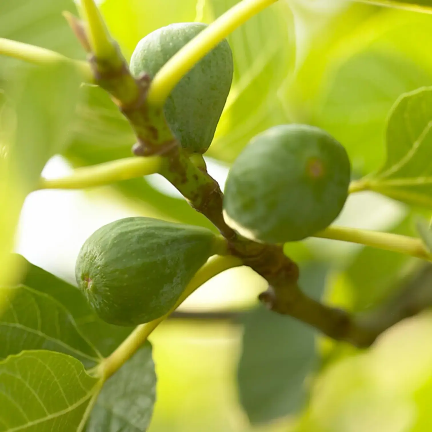 Fig fruits growing on a branch of Ficus carica 'Brown Turkey'