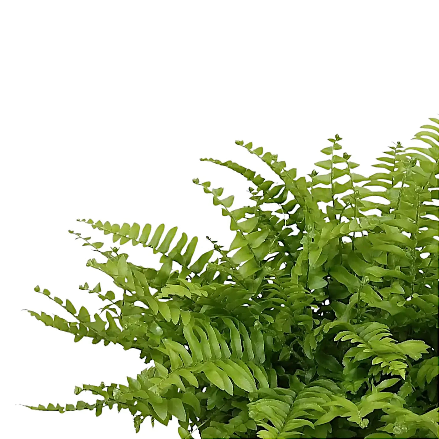 Wedel von Nephrolepis exaltata 'Boston Blue Bell' vor weißem Hintergrund
