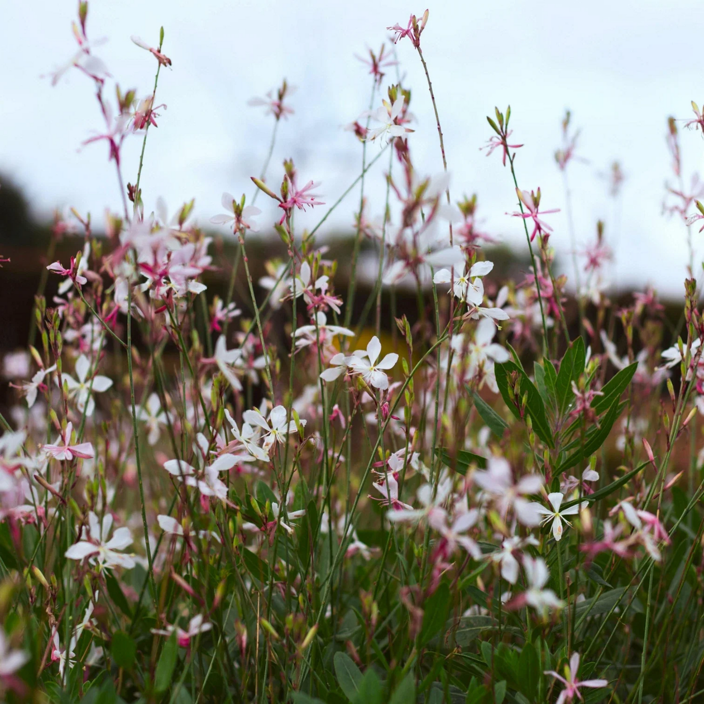 Oenothera lindheimeri blooming